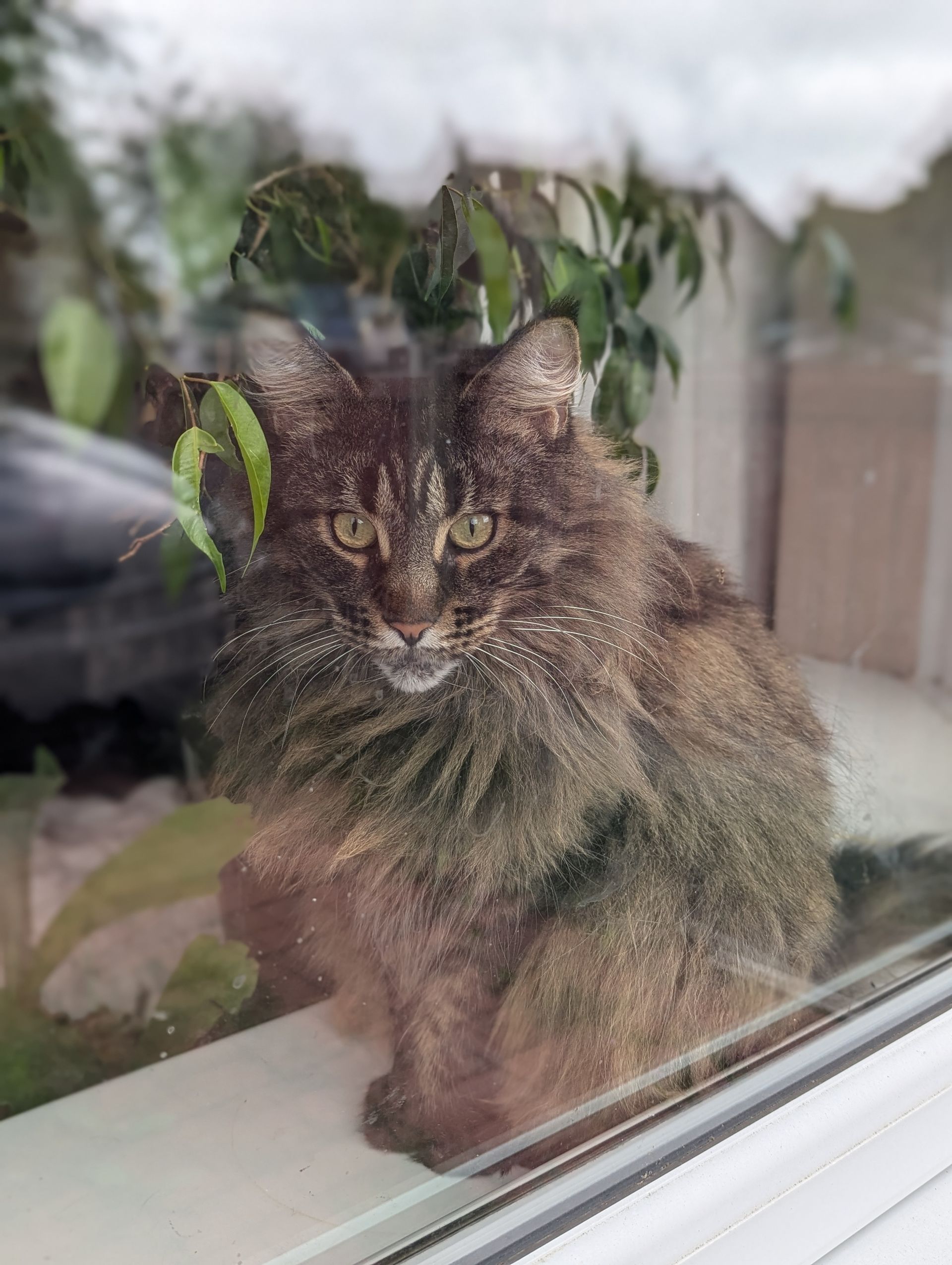 maine coon