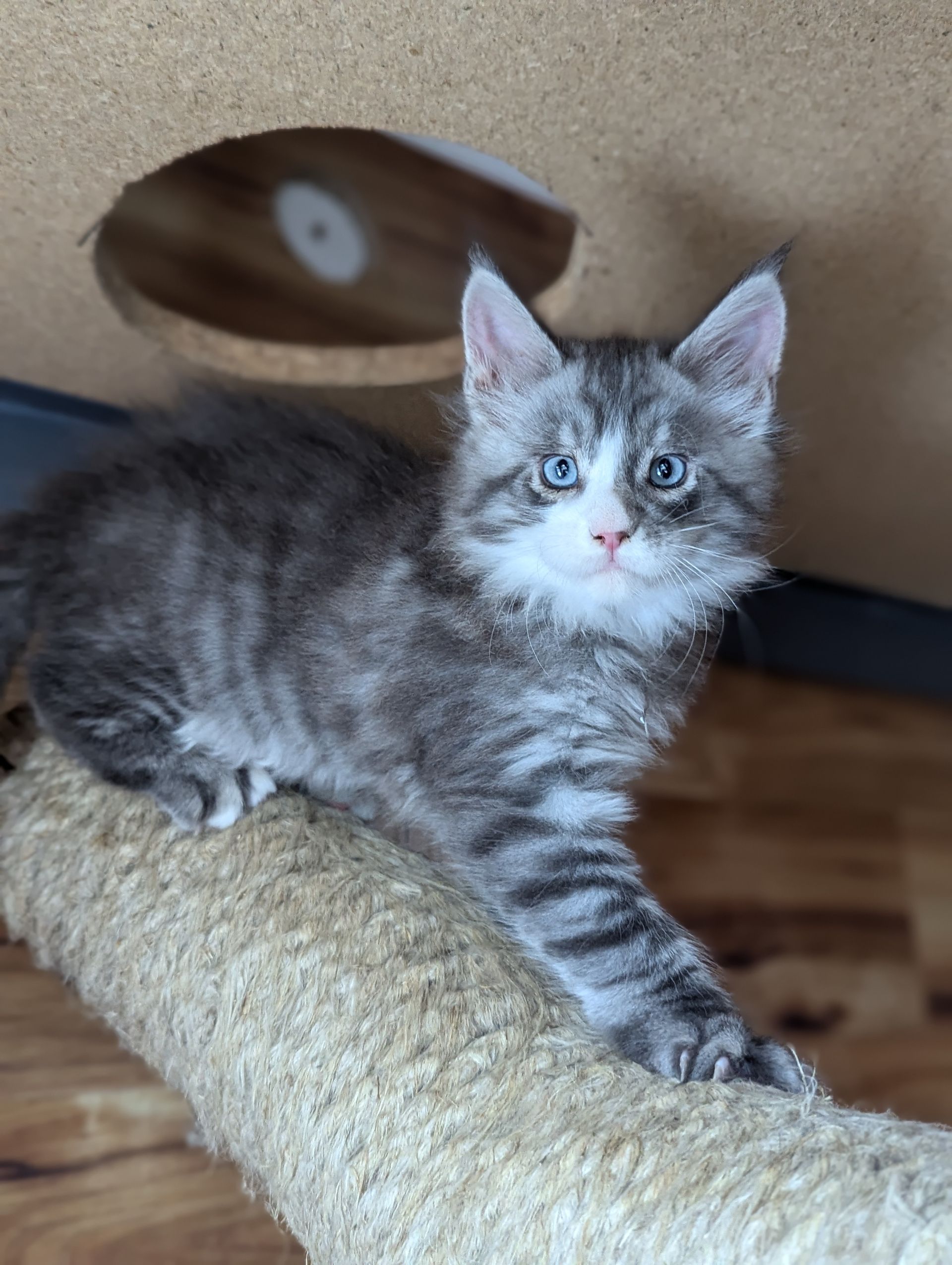 maine coon