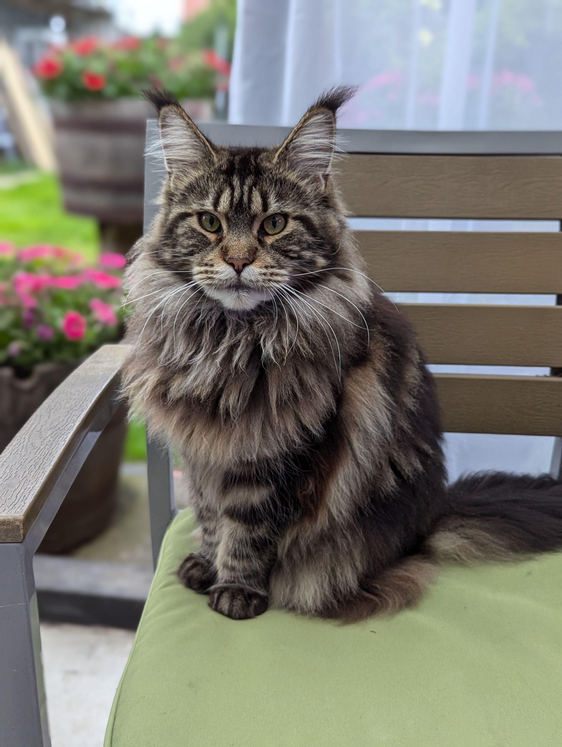 maine coon