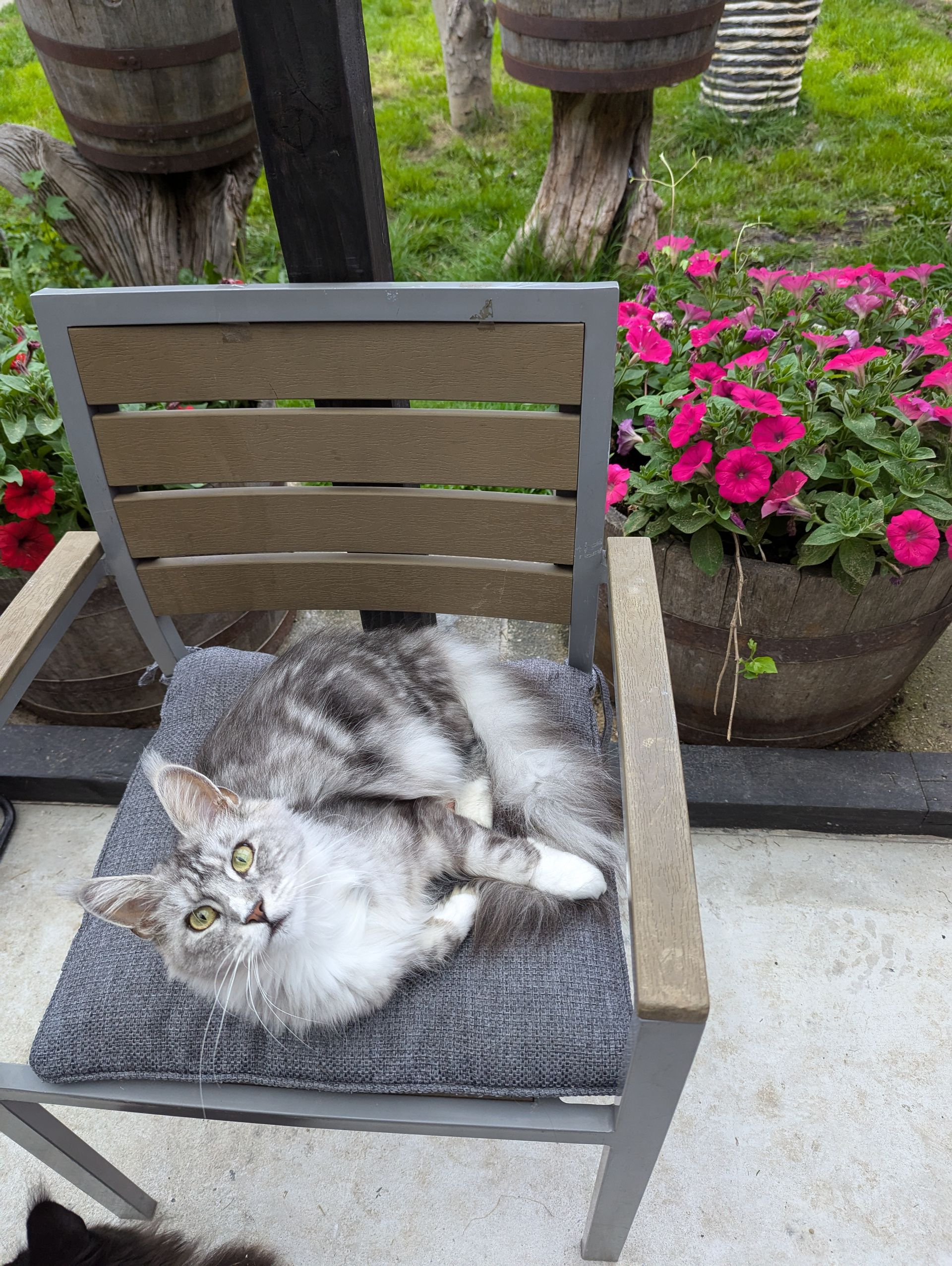maine coon