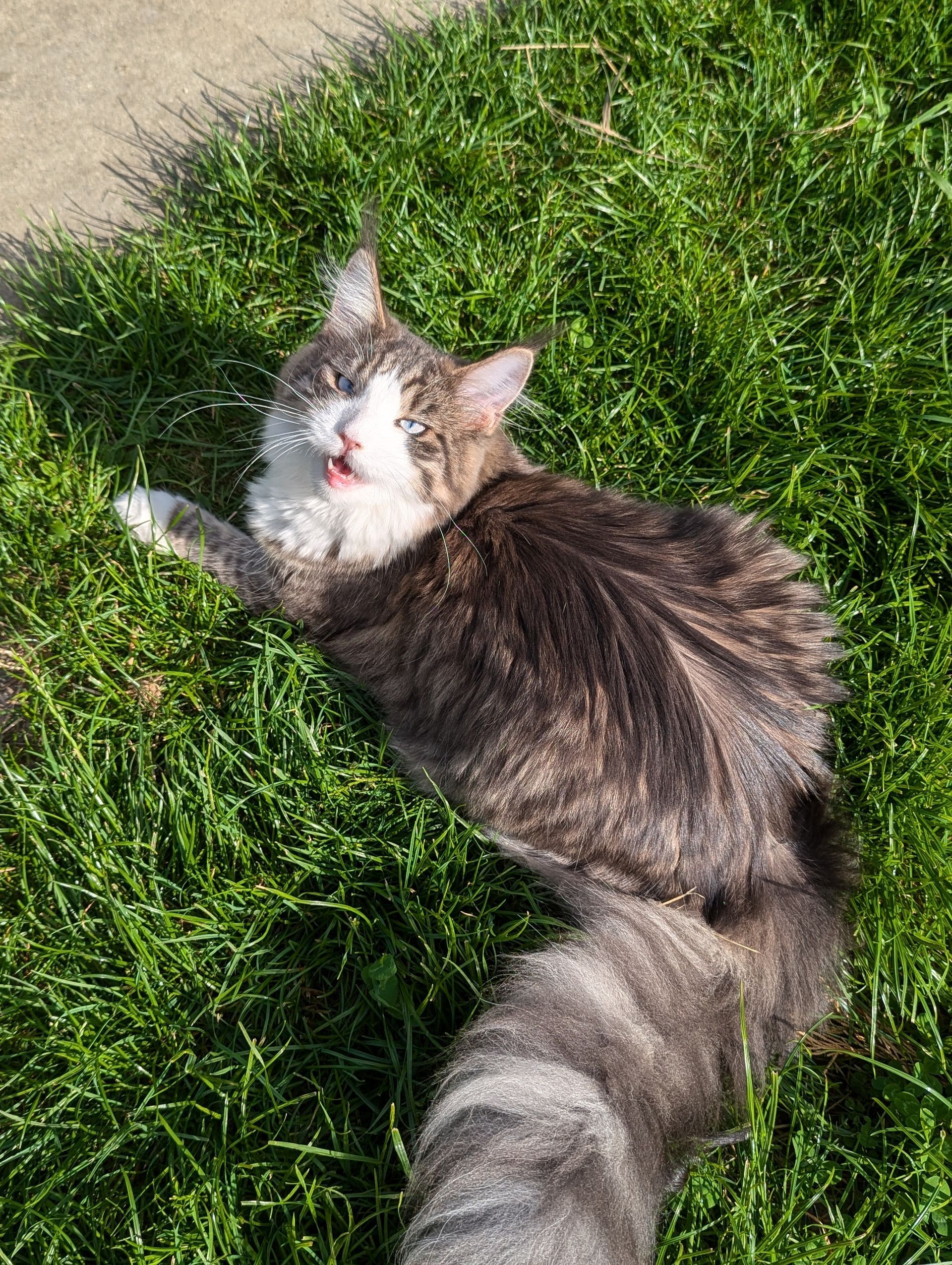 maine coon