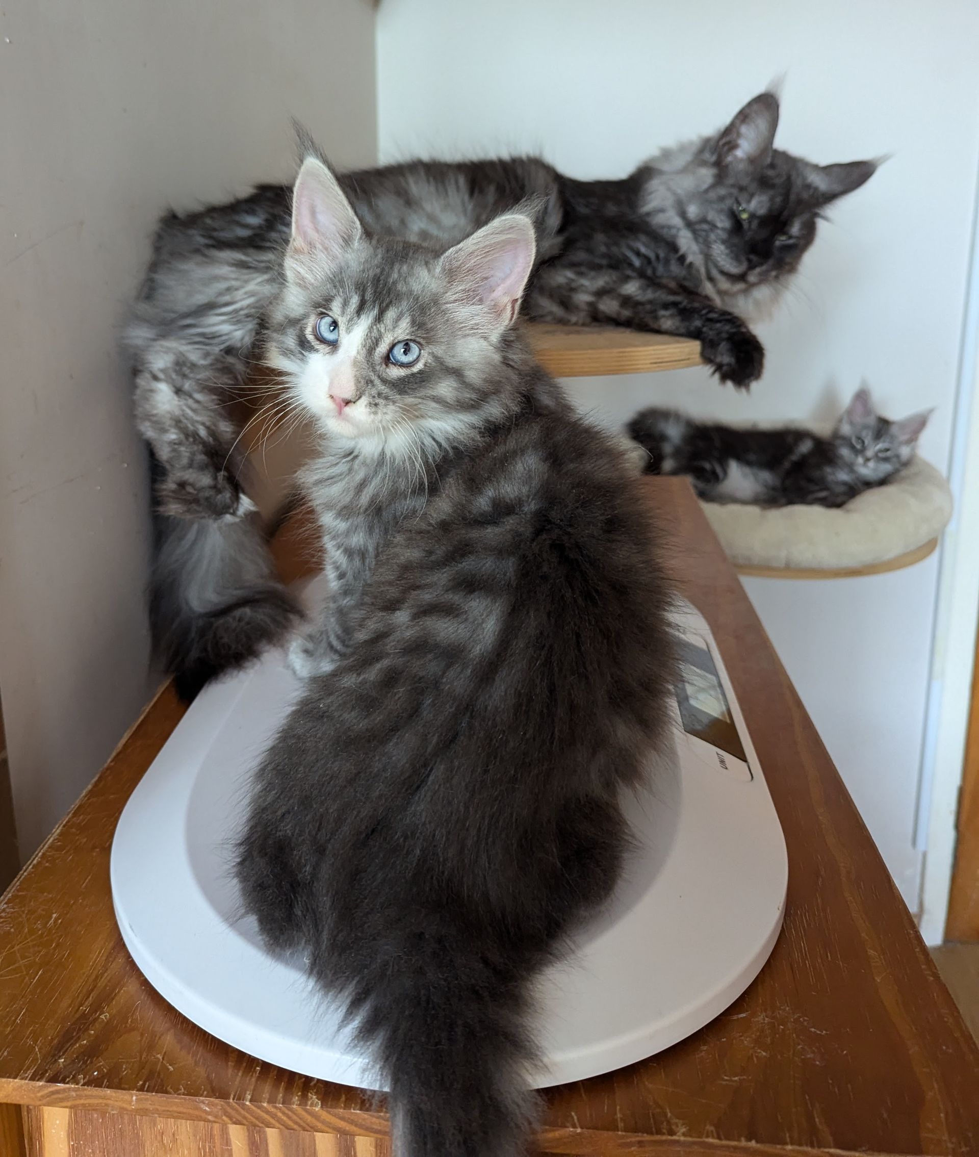 maine coon