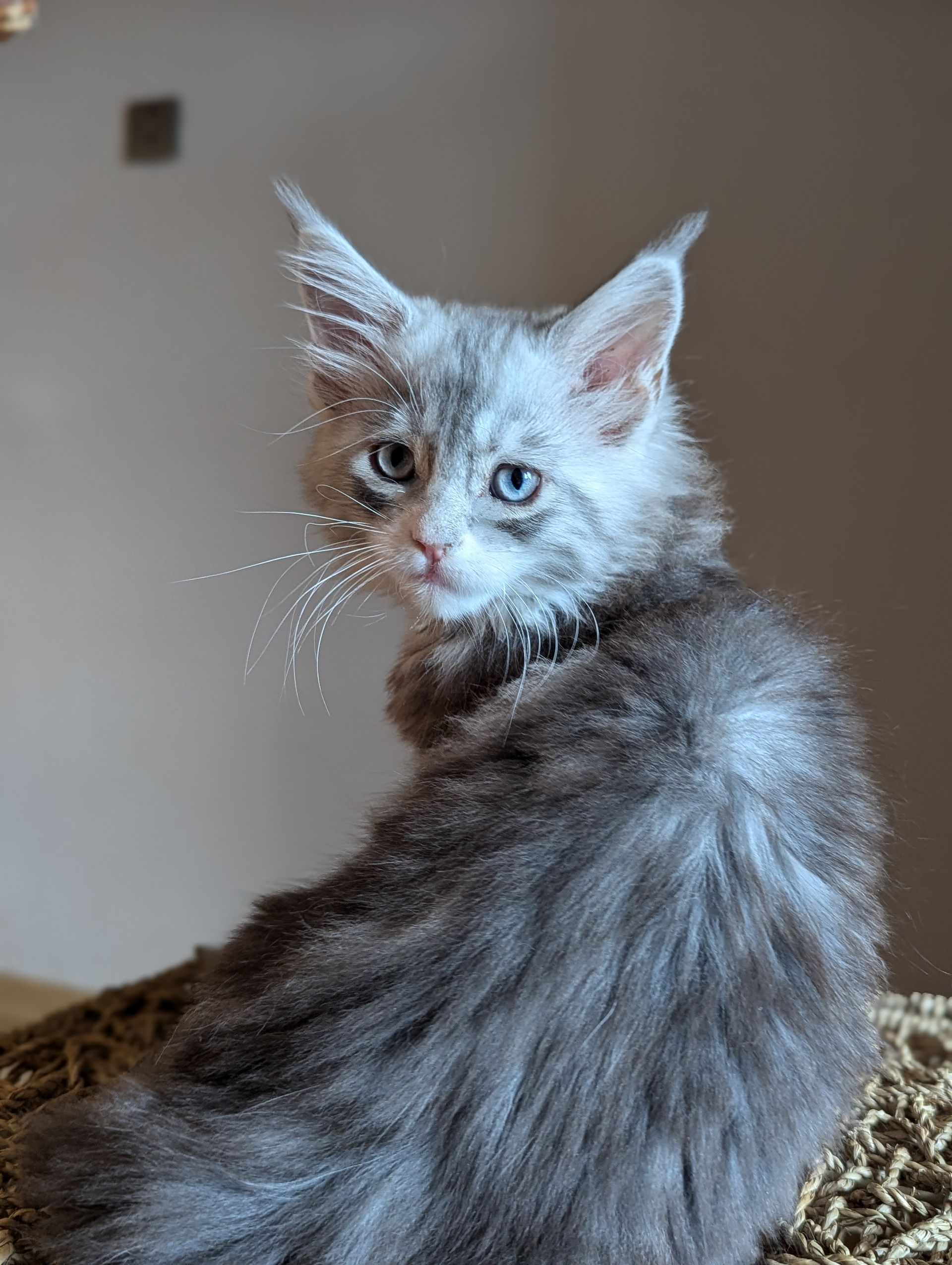 maine coon