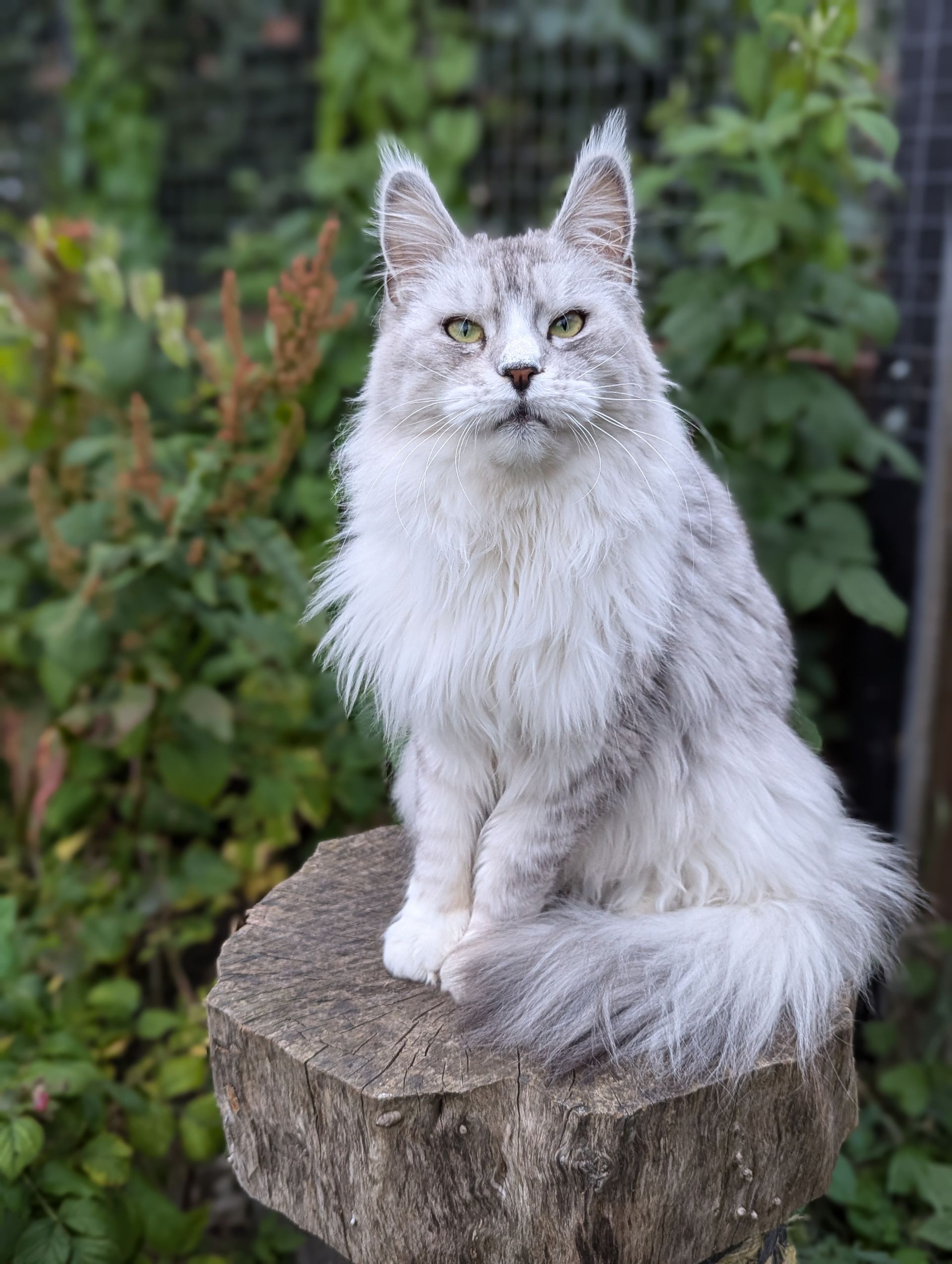 maine coon