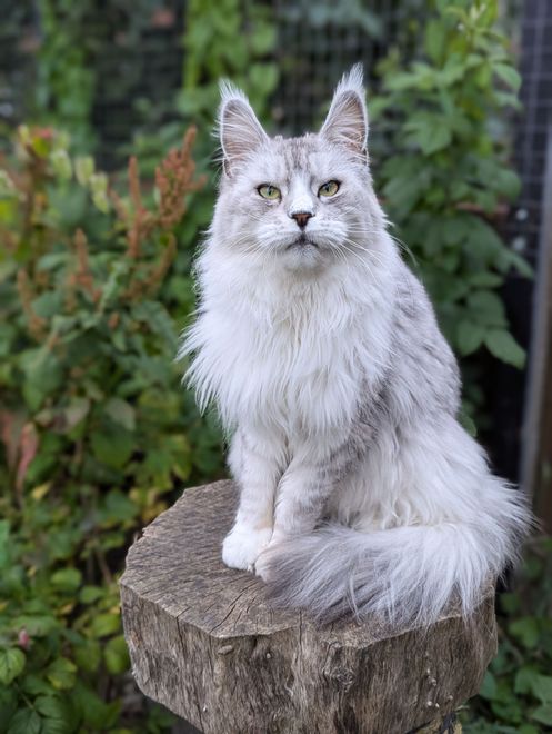 maine coon cats