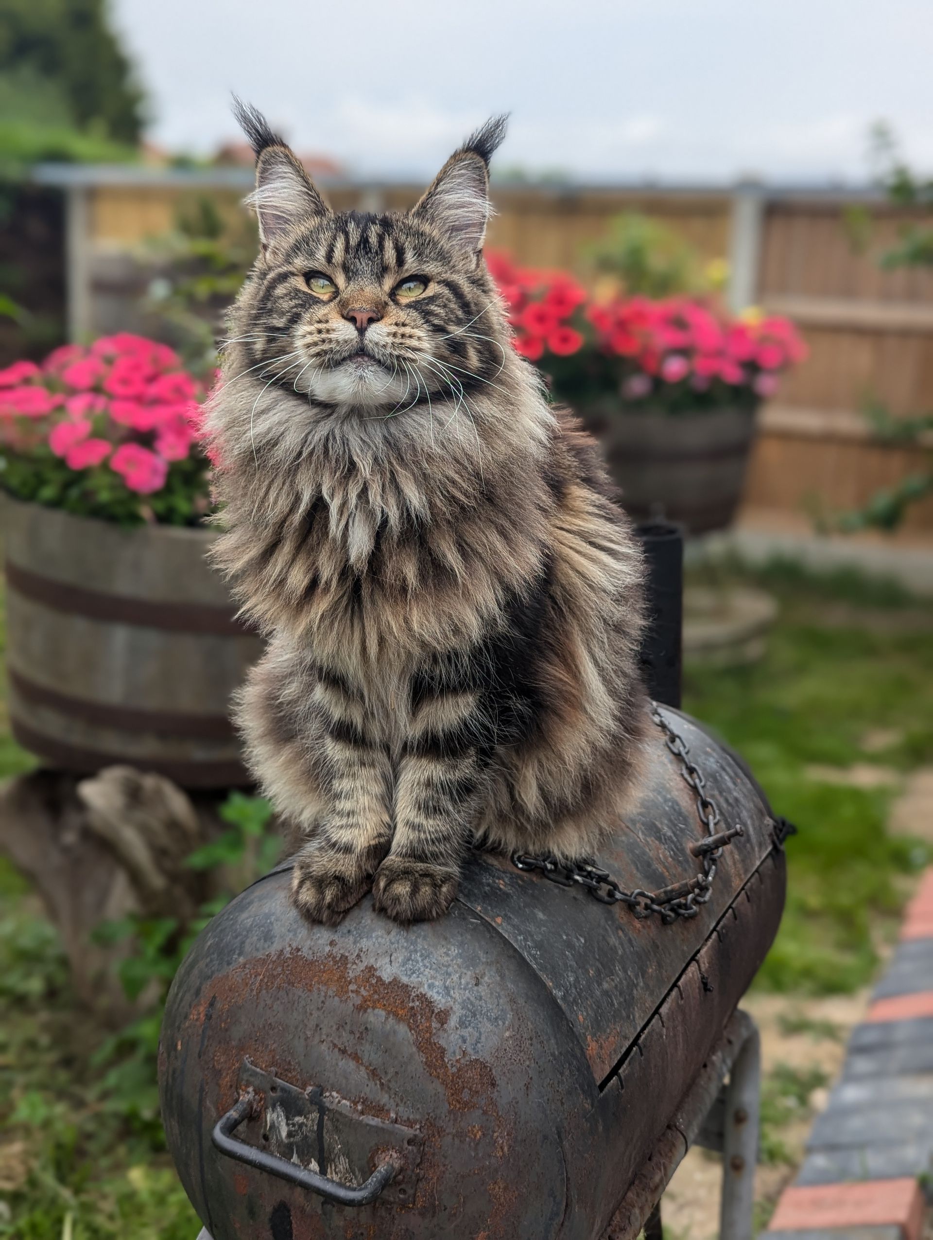maine coon