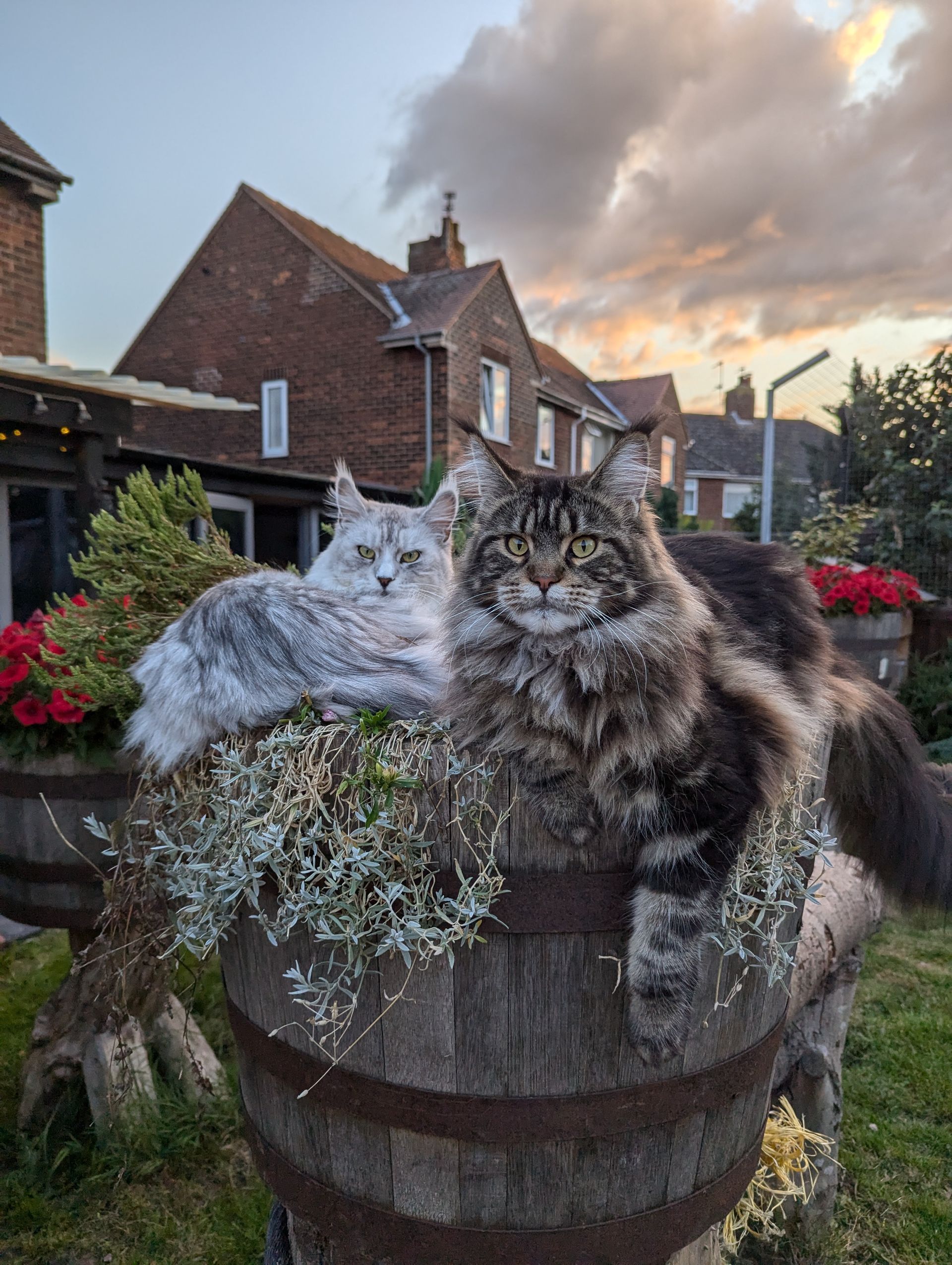 maine coon