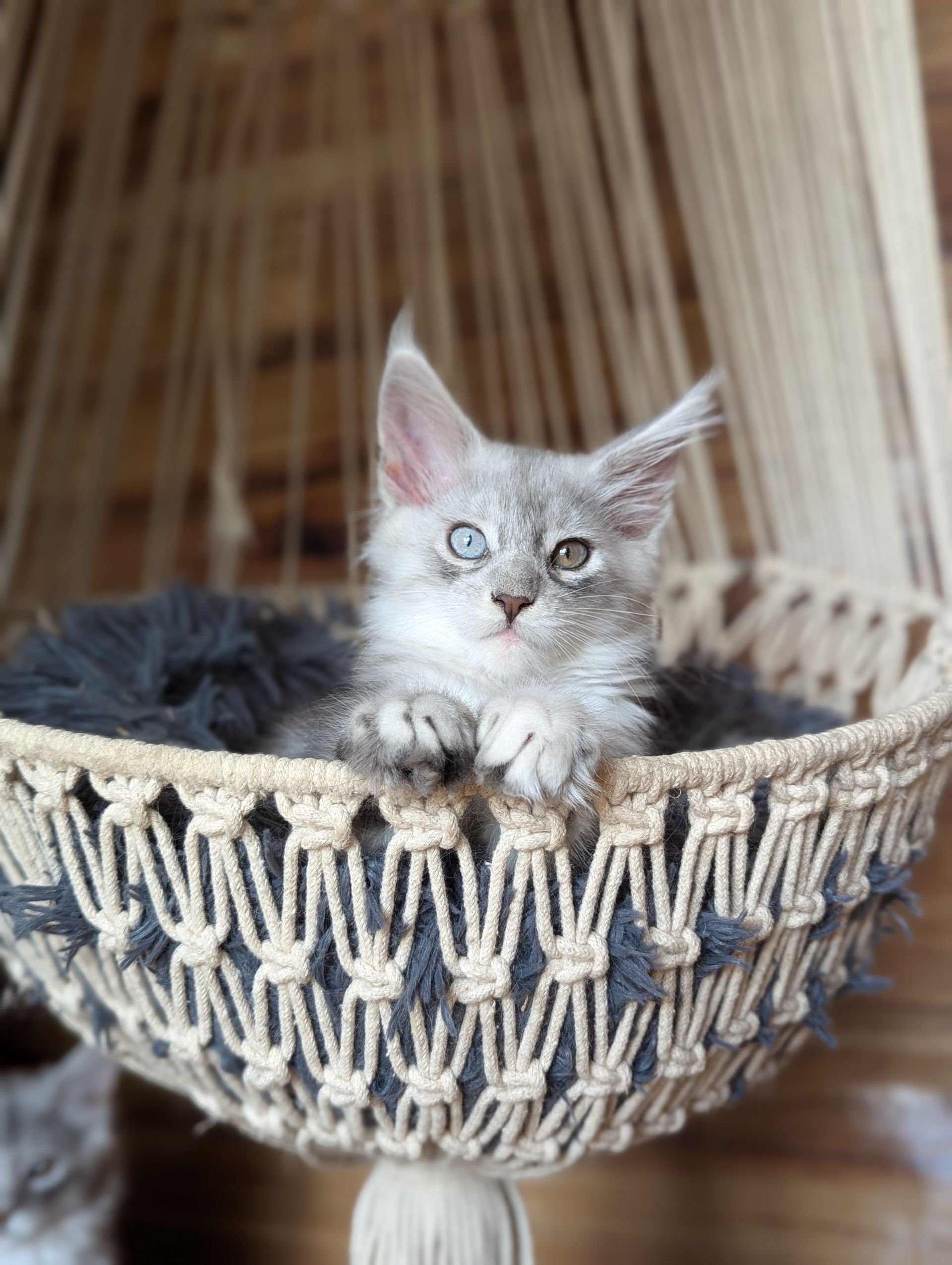 maine coon