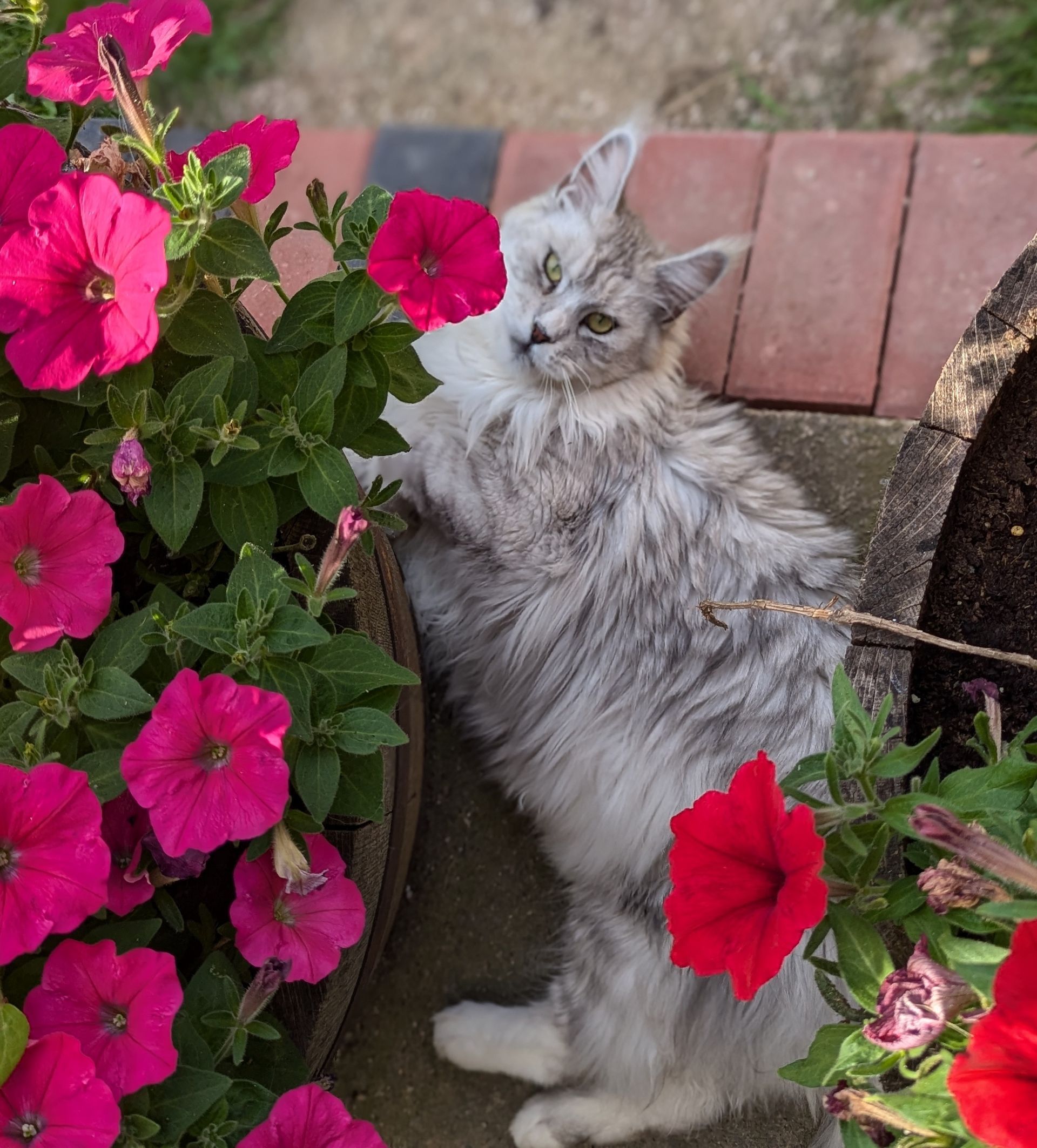 maine coon