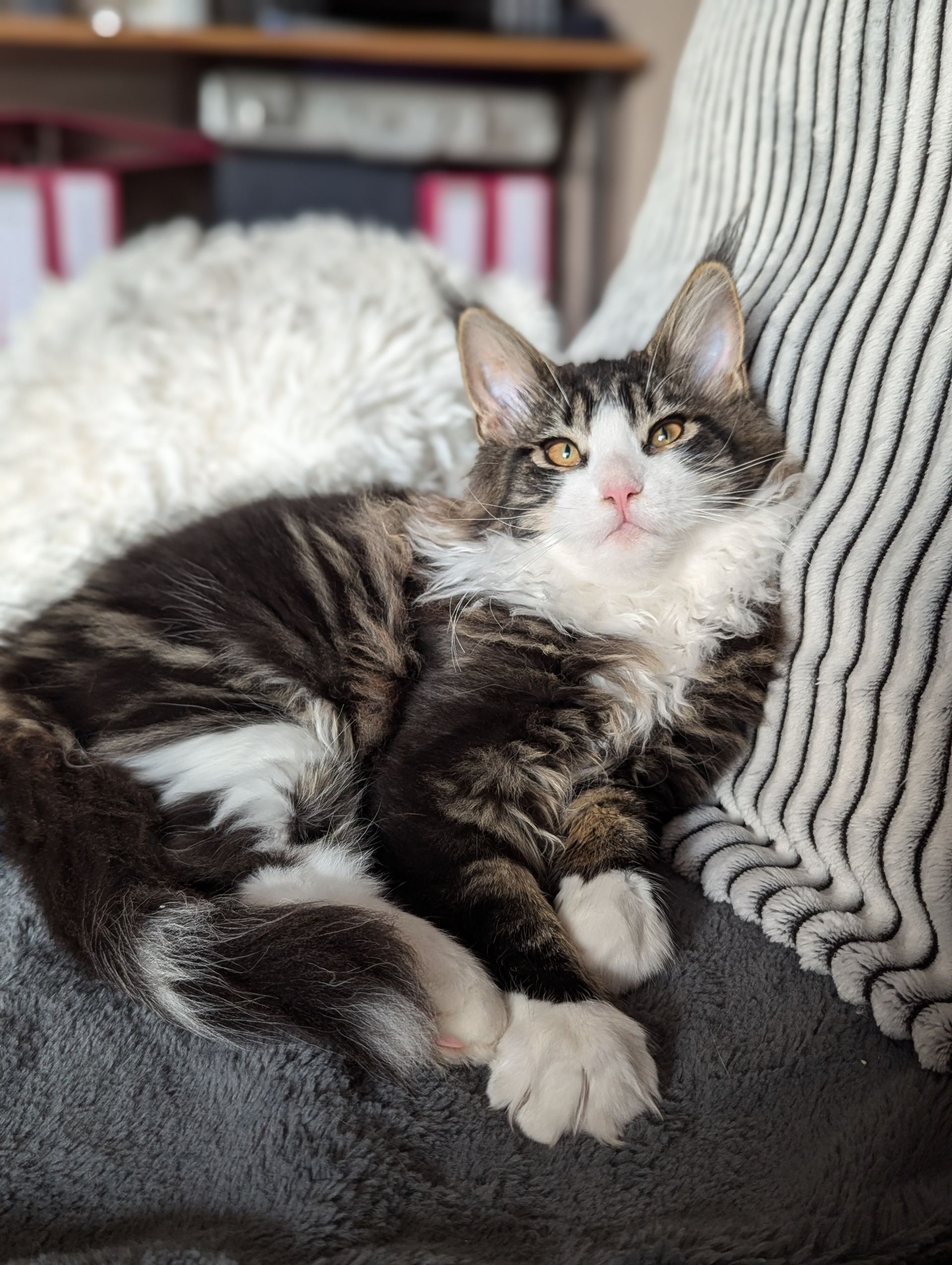 maine coon