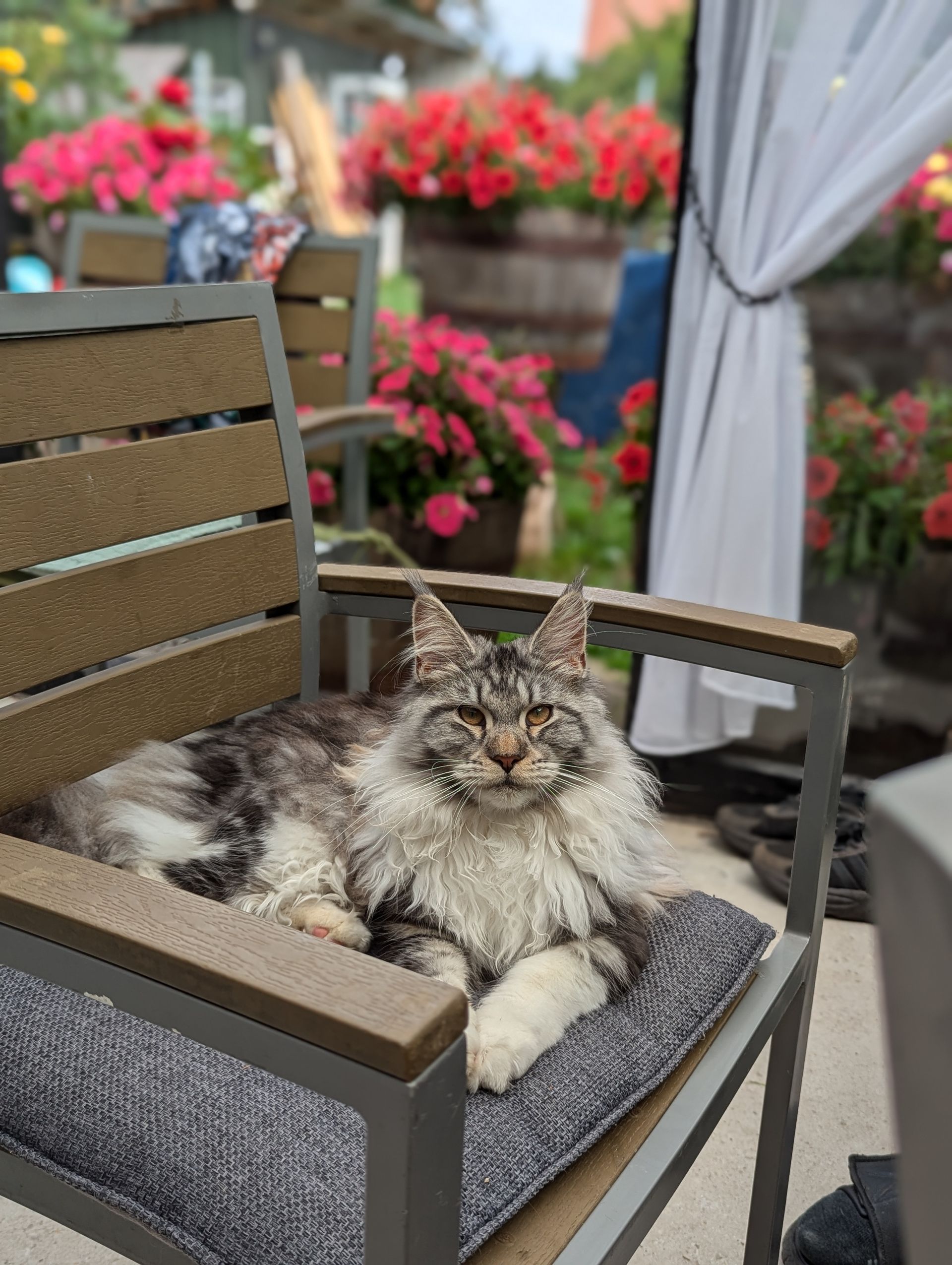 maine coon