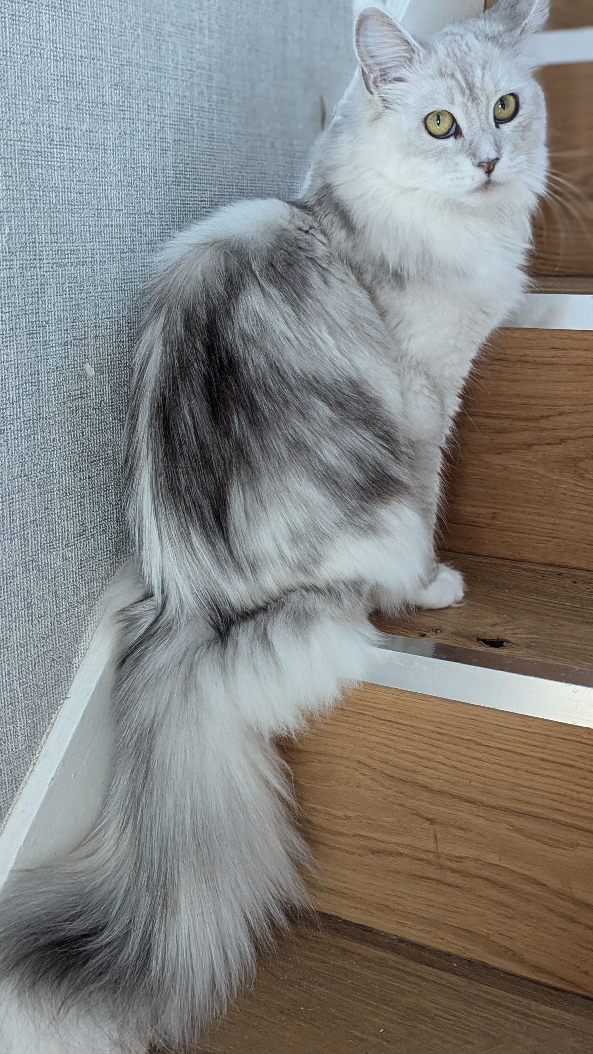 maine coon