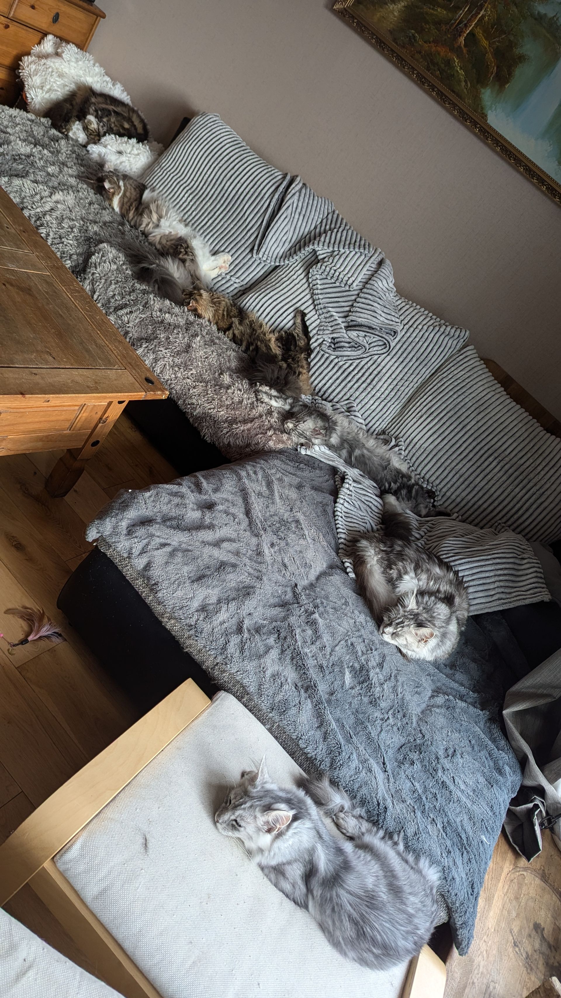 maine coon