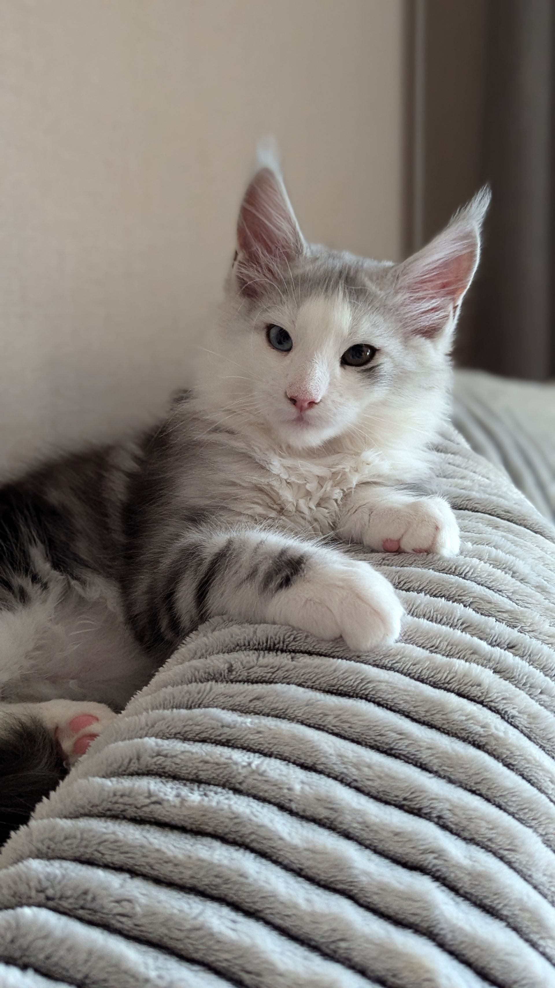 maine coon