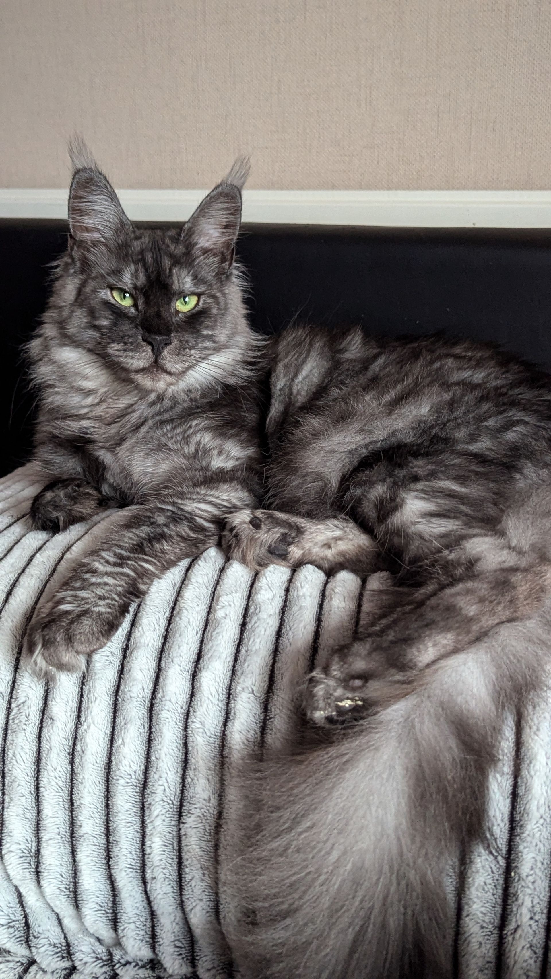 maine coon