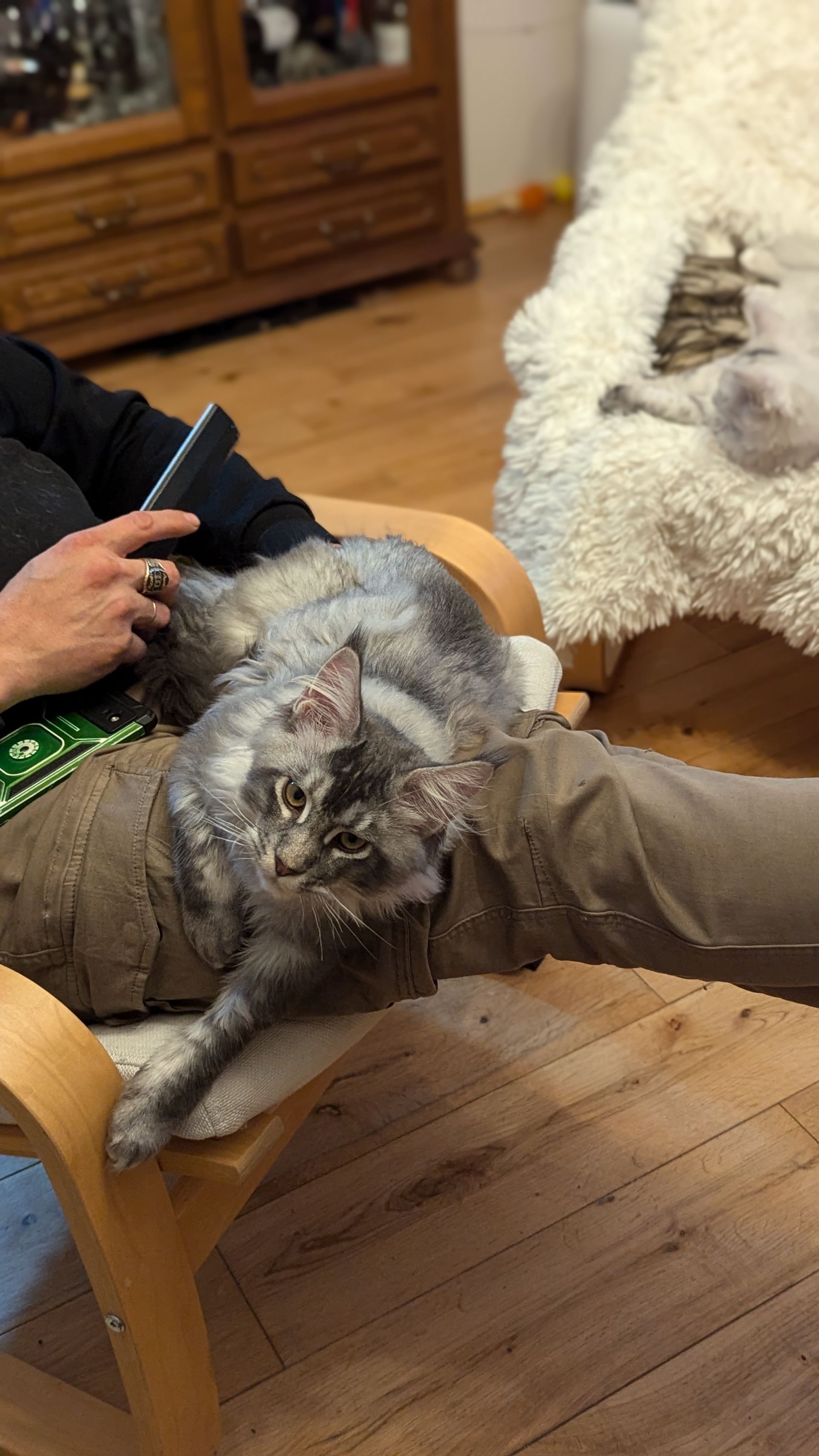 maine coon