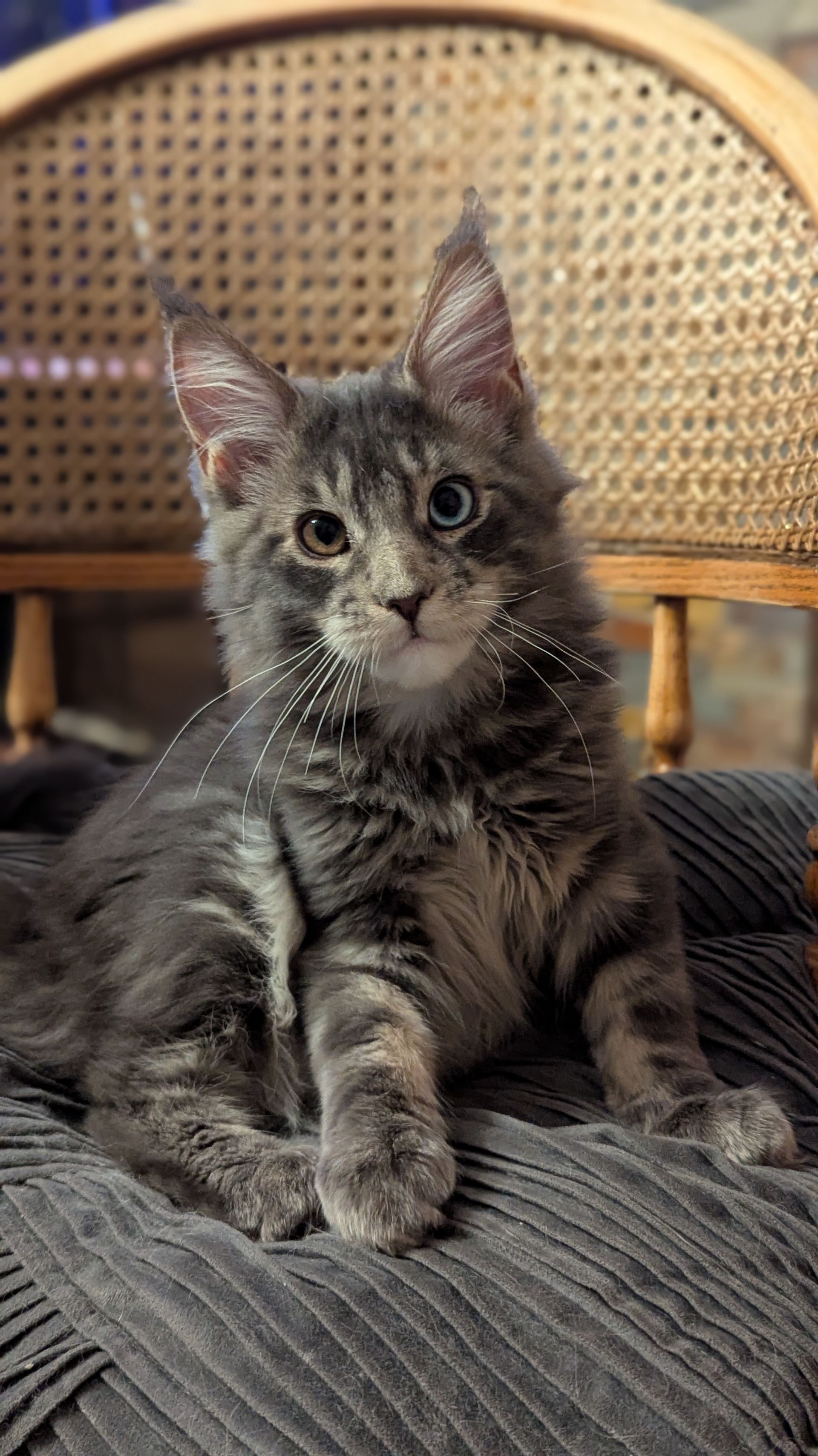 maine coon