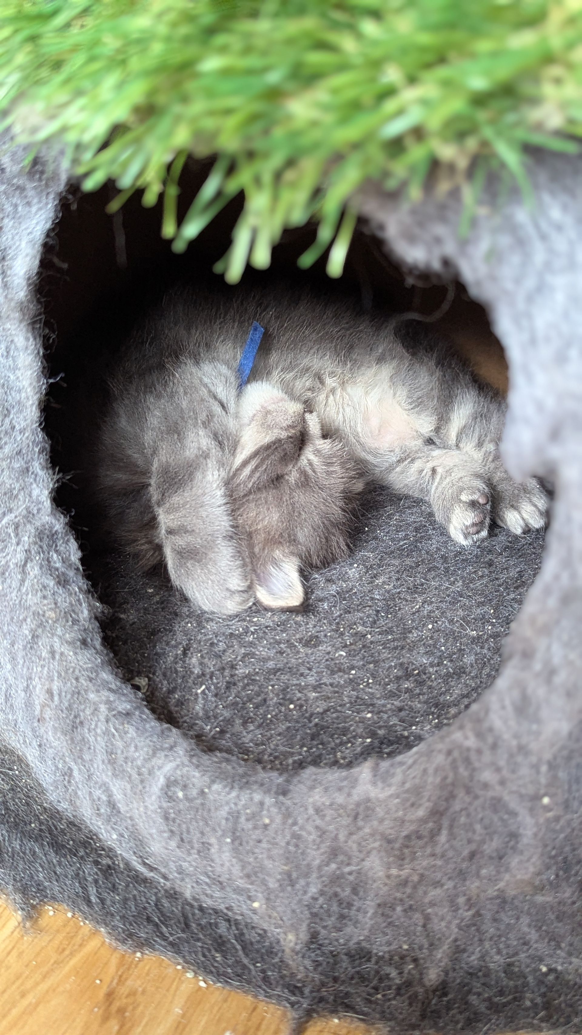 maine coon
