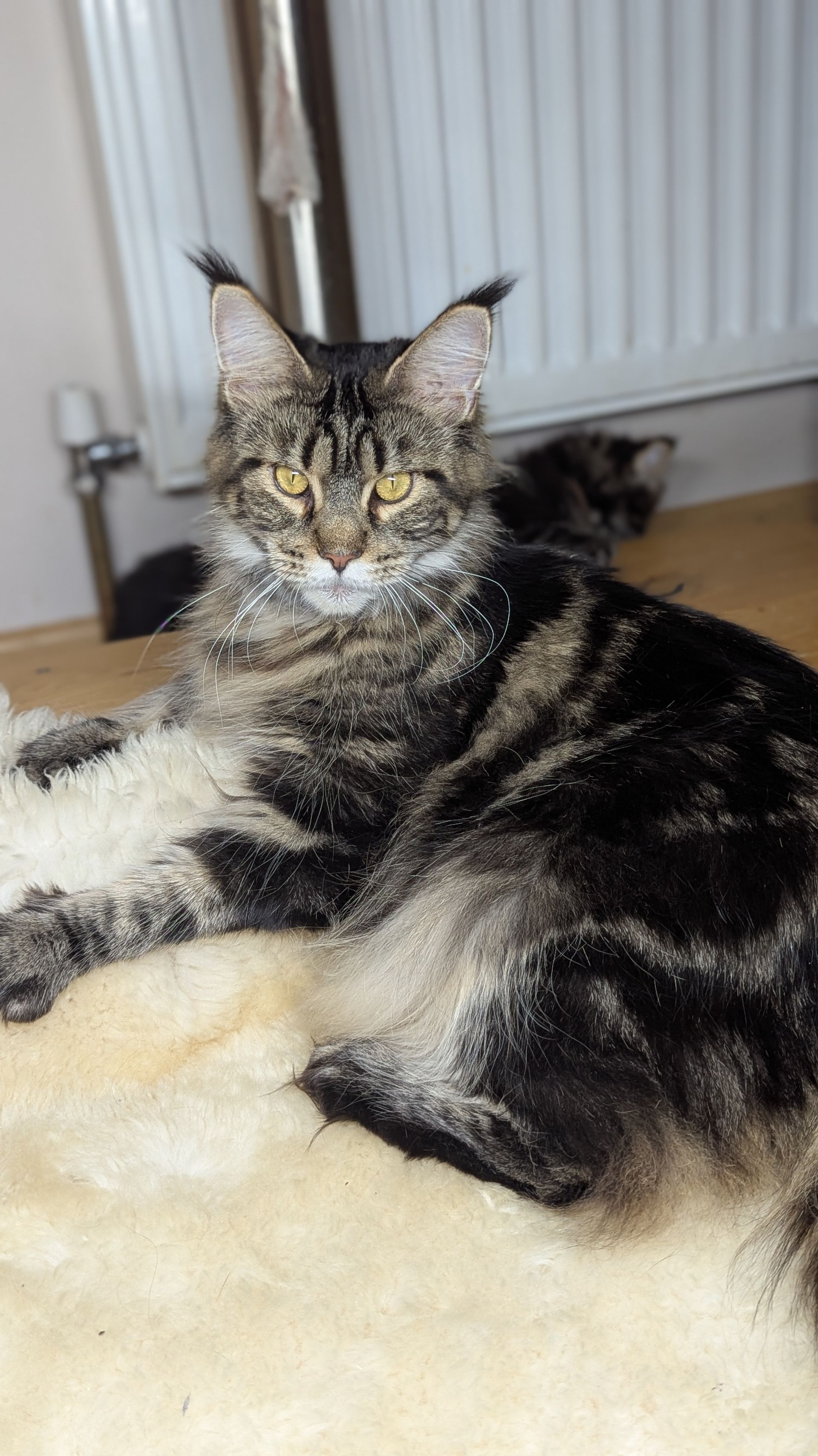 maine coon