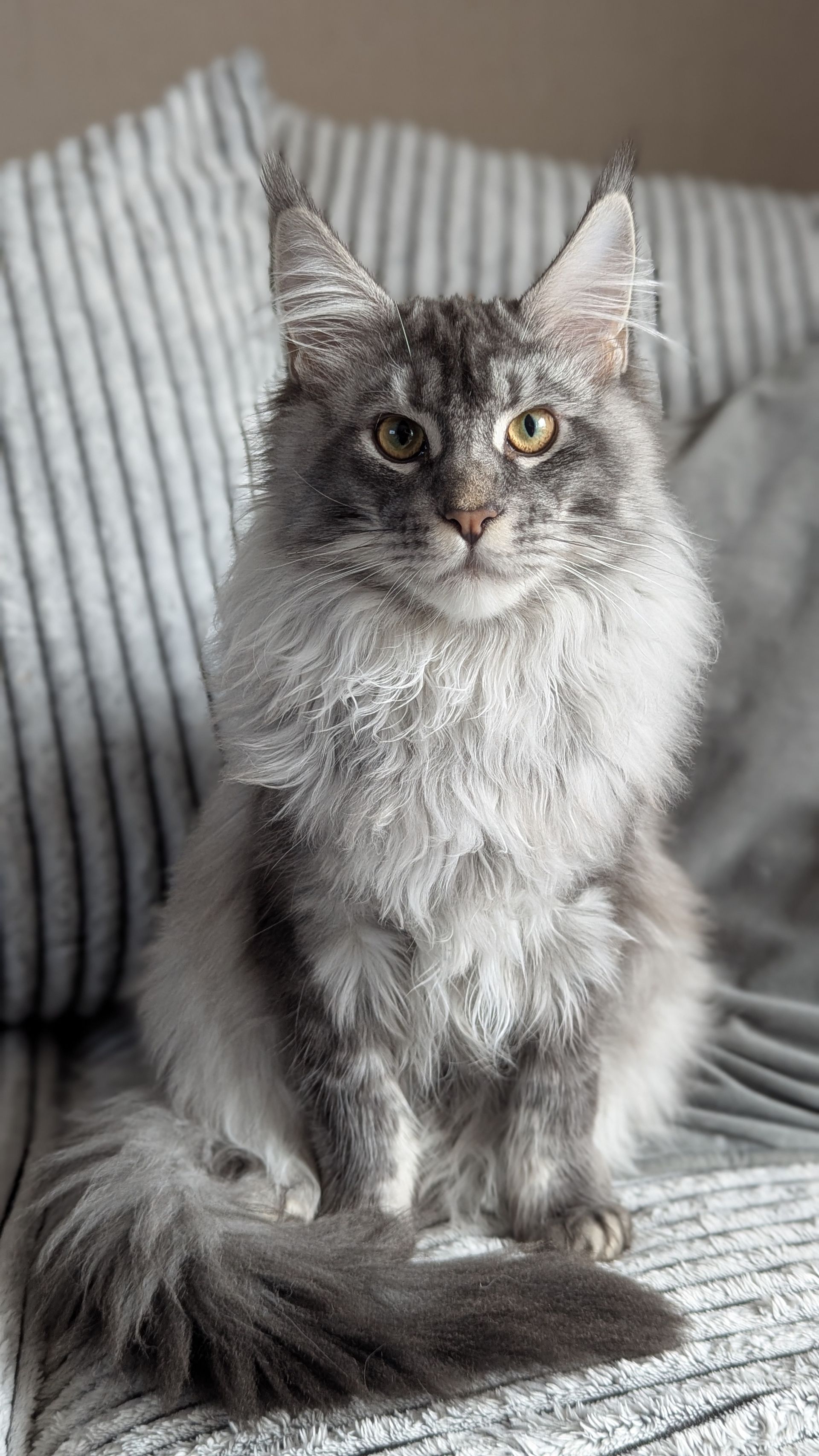 maine coon