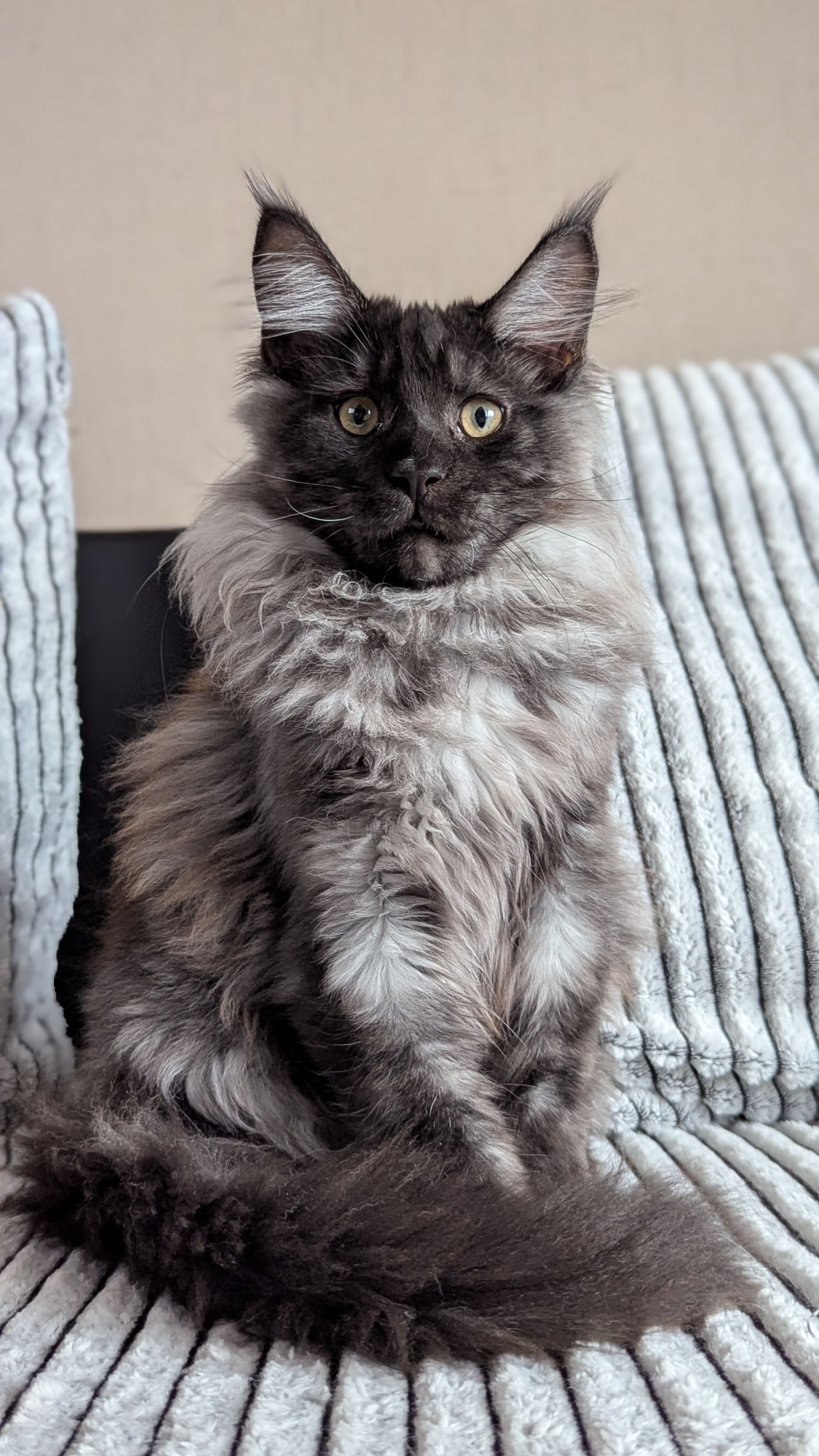maine coon