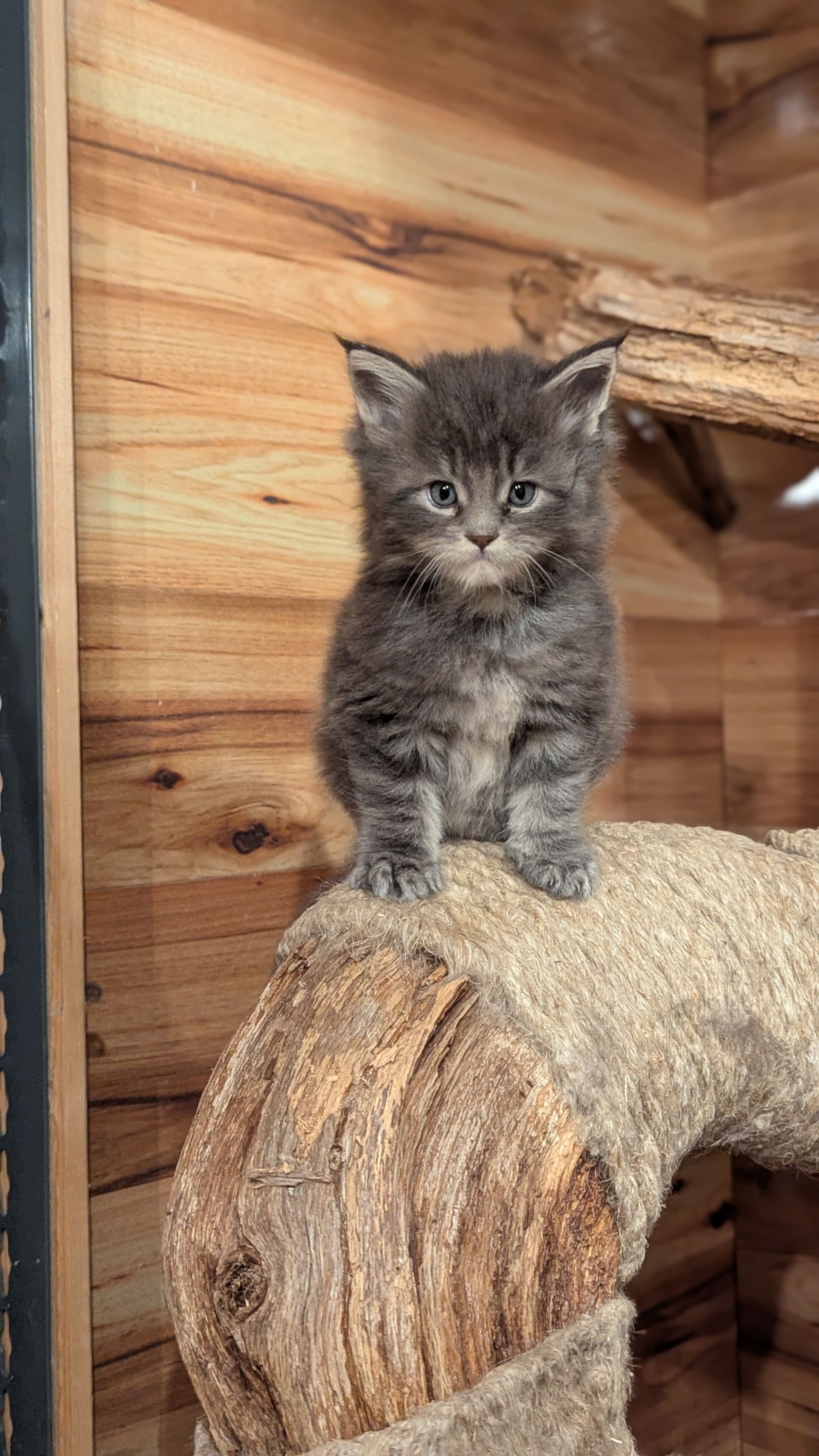 maine coon