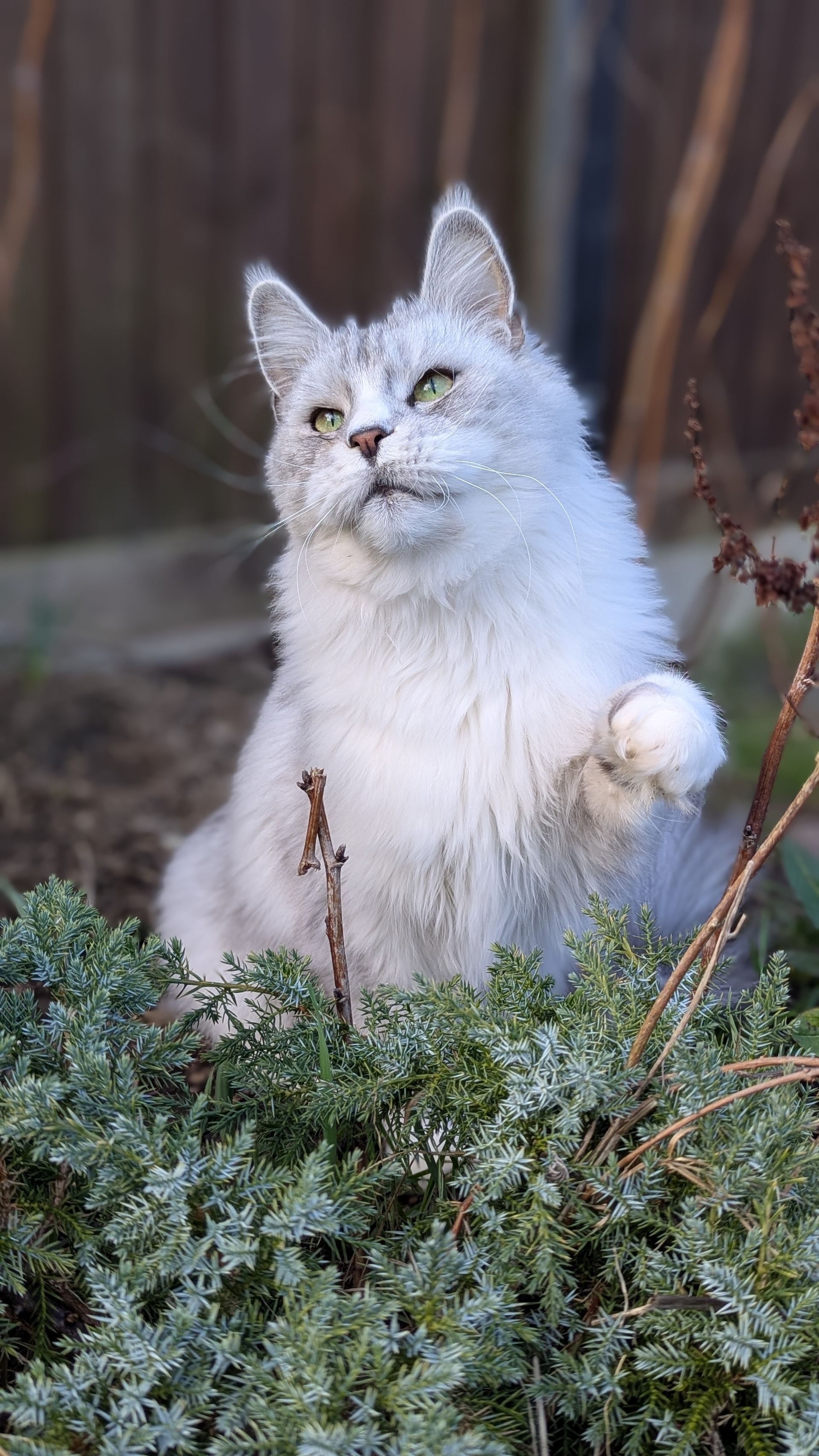 maine coon