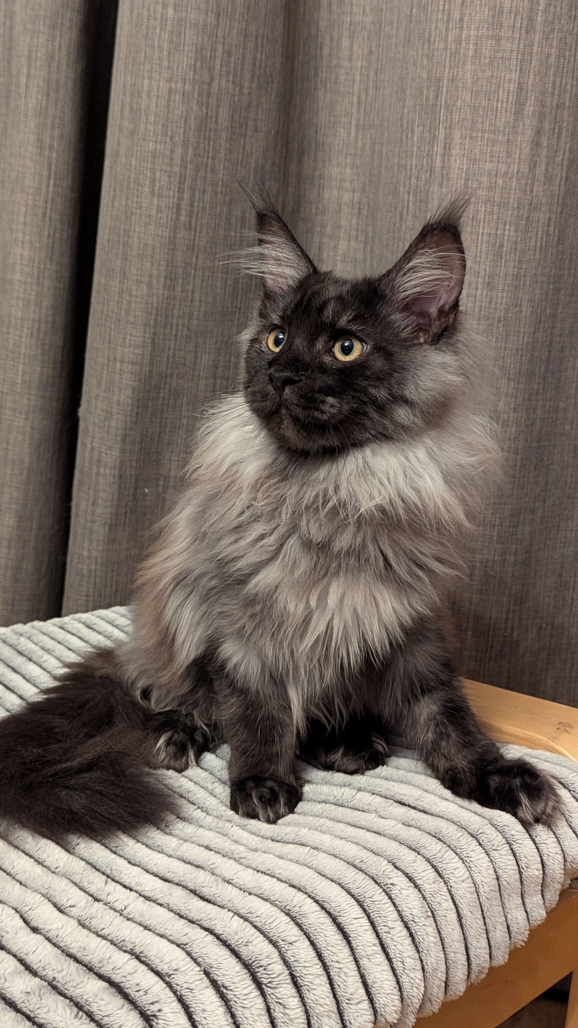 maine coon