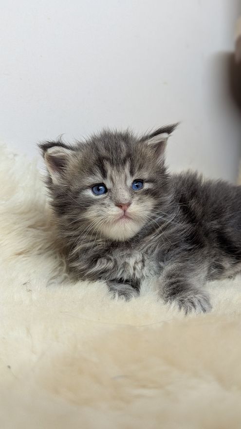 maine coon cats