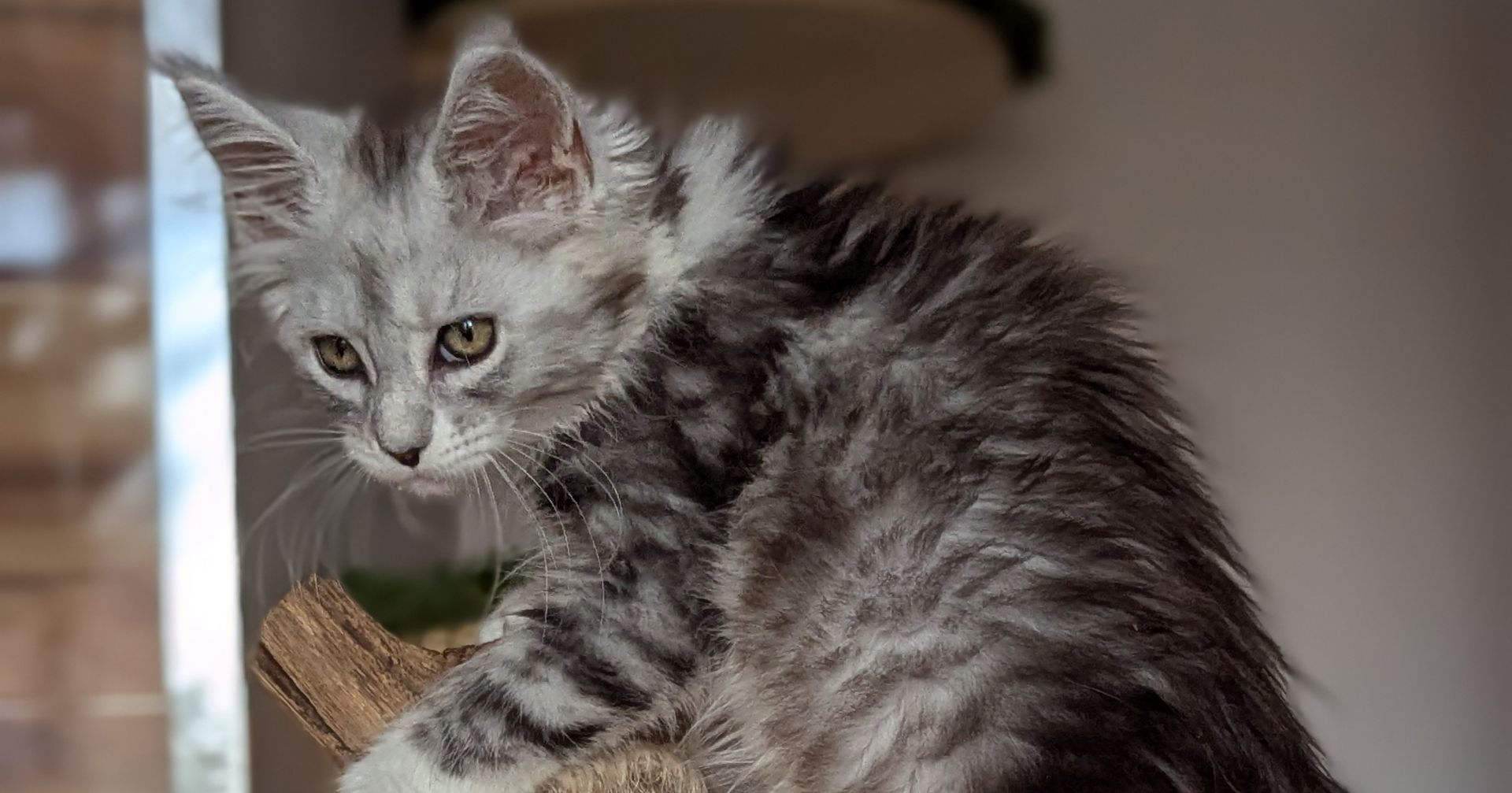 Maine Coon Kittens