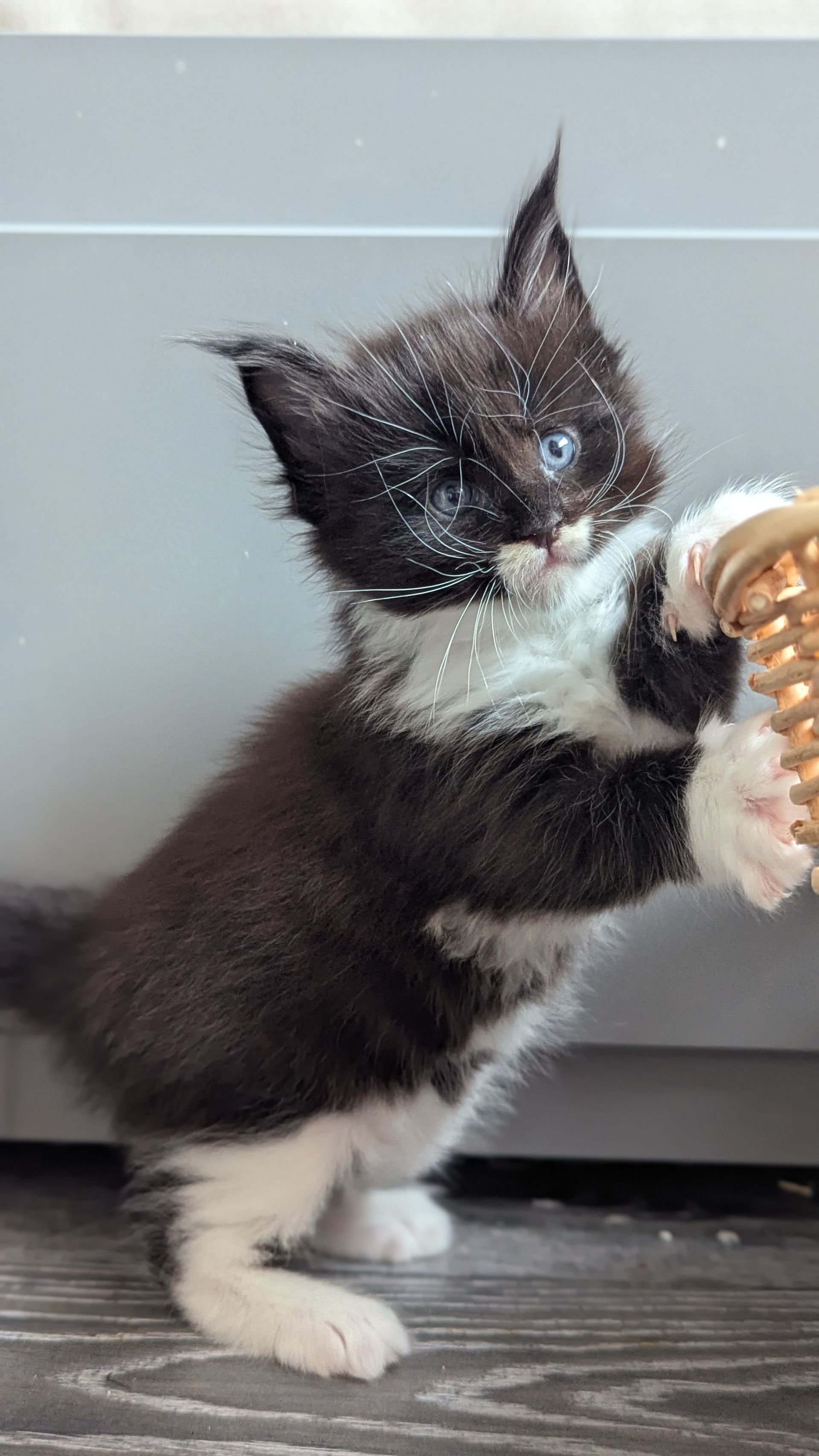 Maine Coon Kittens
