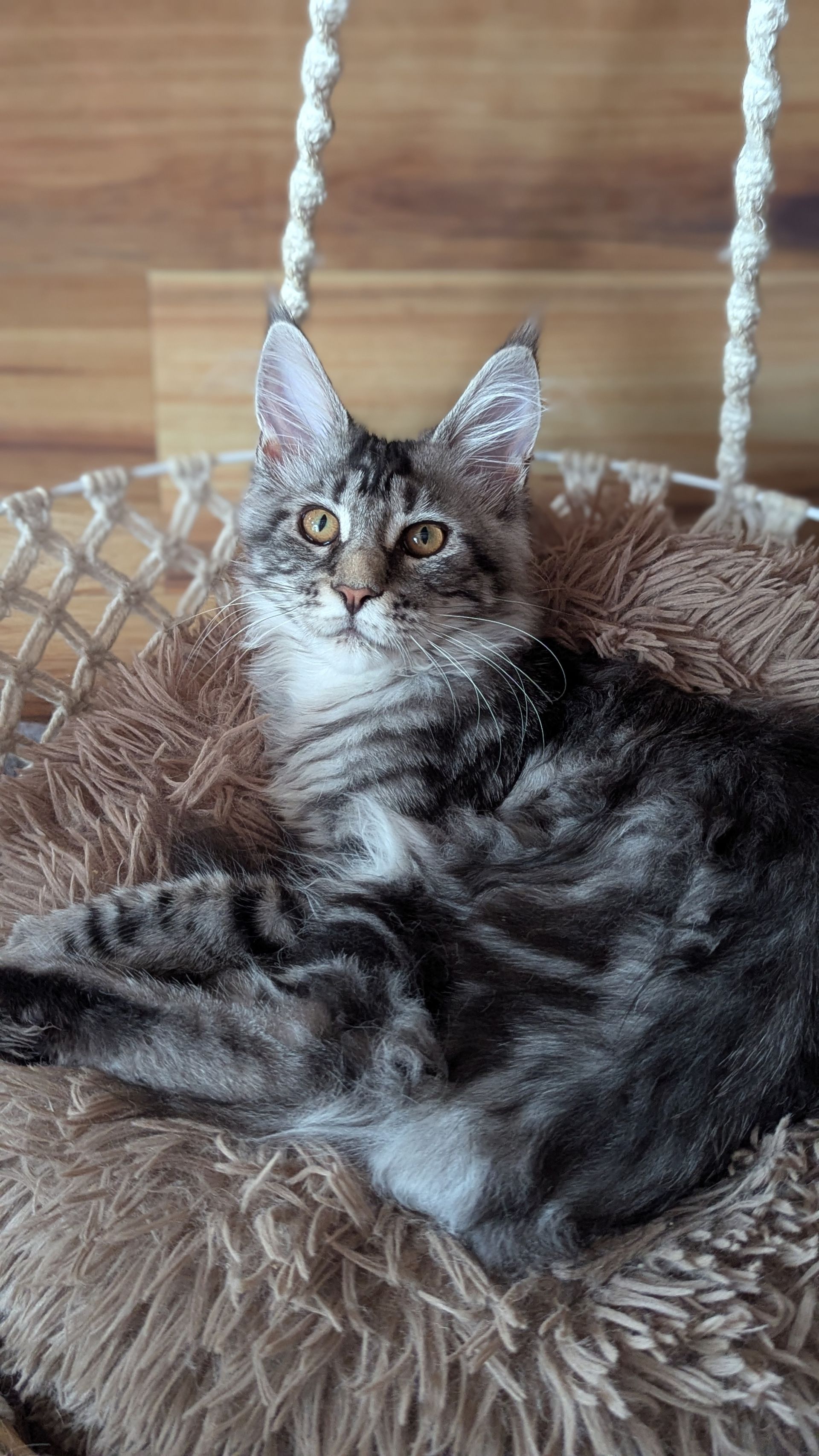 Maine Coon for Sale