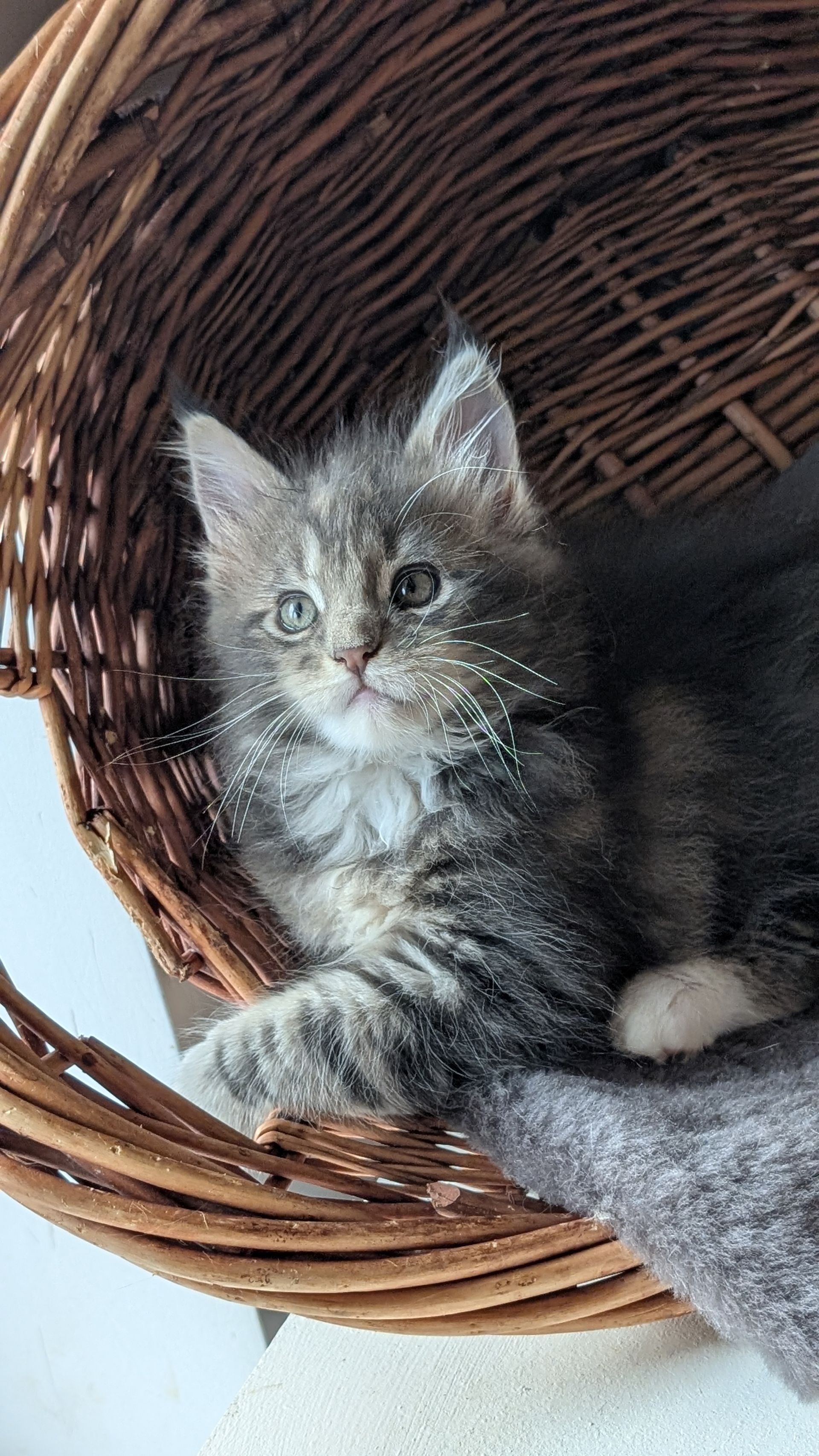 Small gray tabby kitten lying in a wicker basket, looking up at the camera