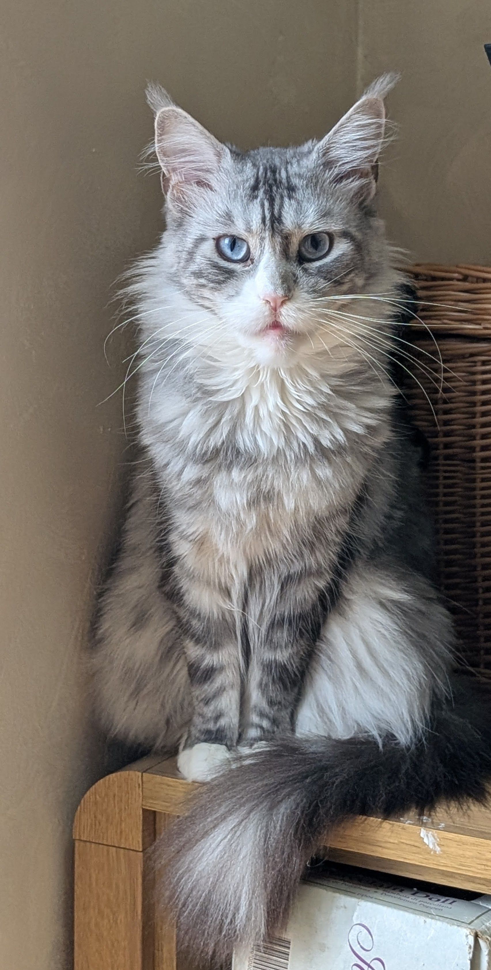 kittens for sale