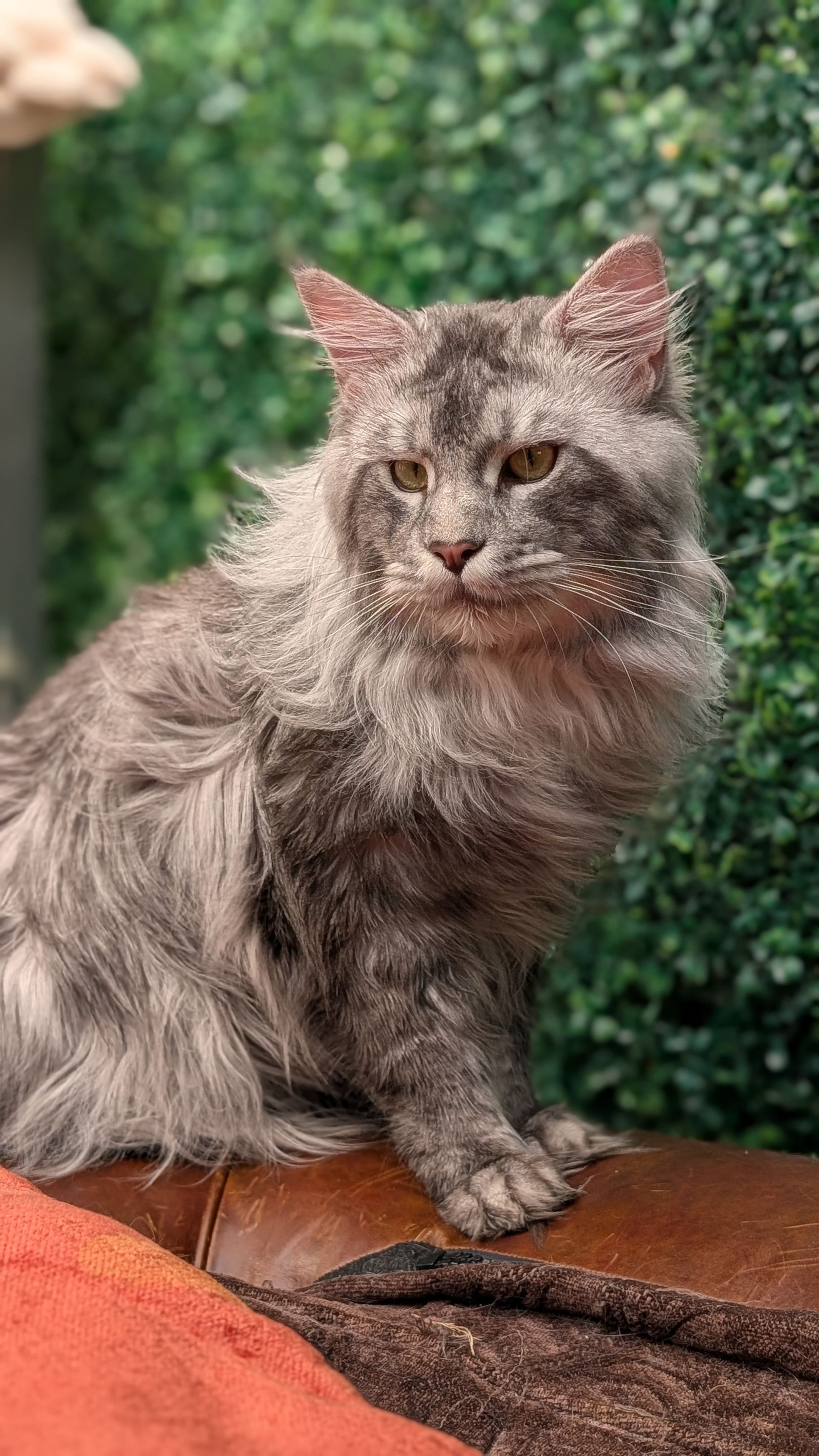 maine coon kittens for sale