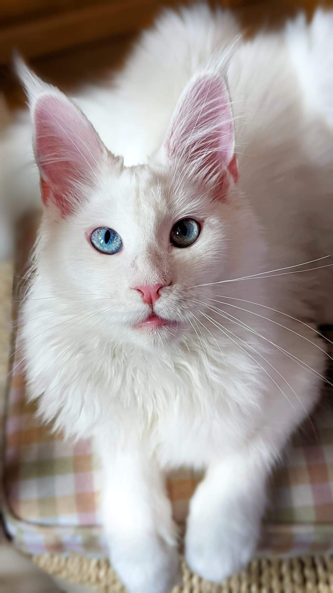 maine coon