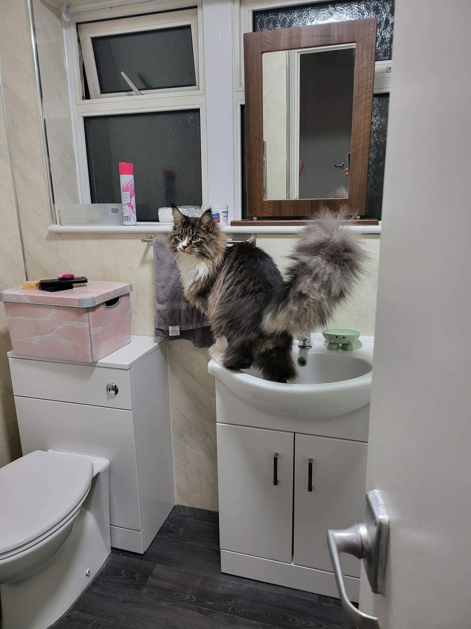 maine coon