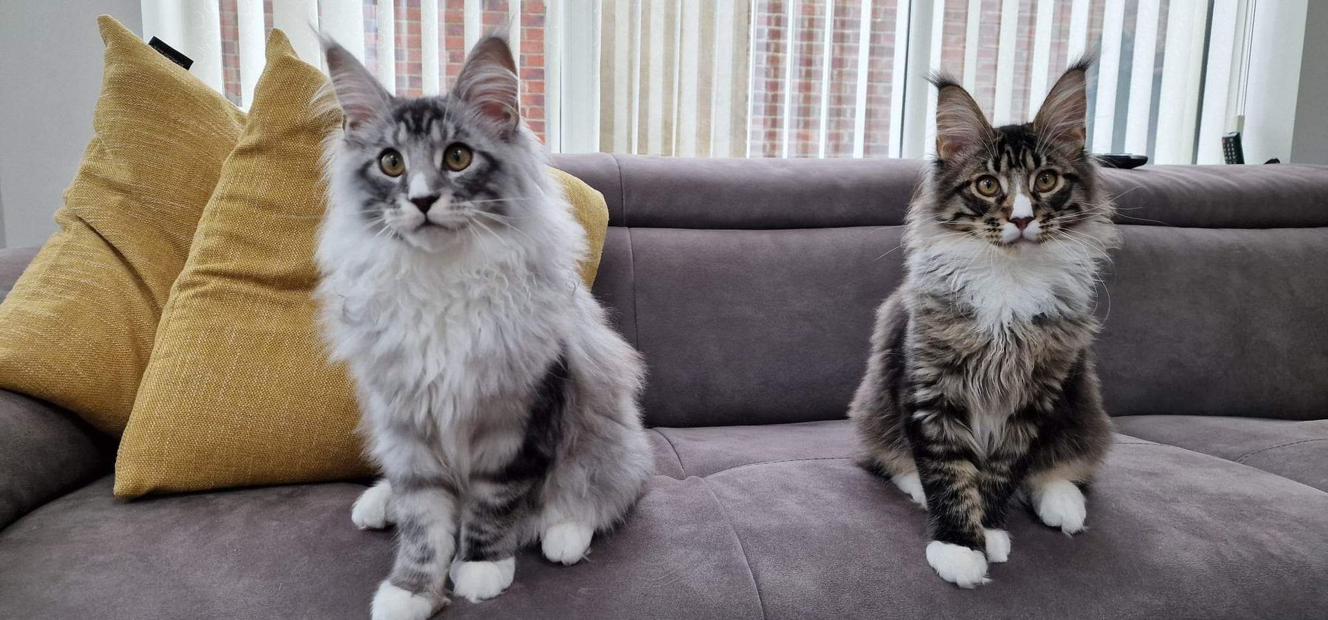maine coon