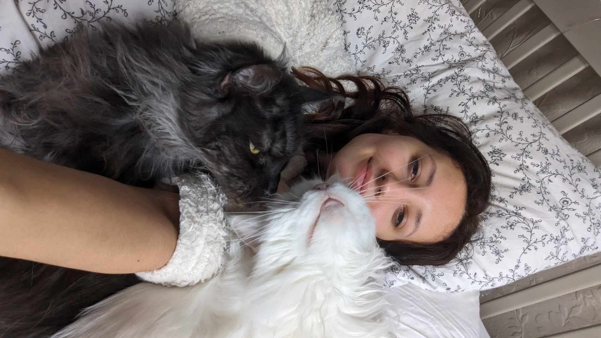 maine coon