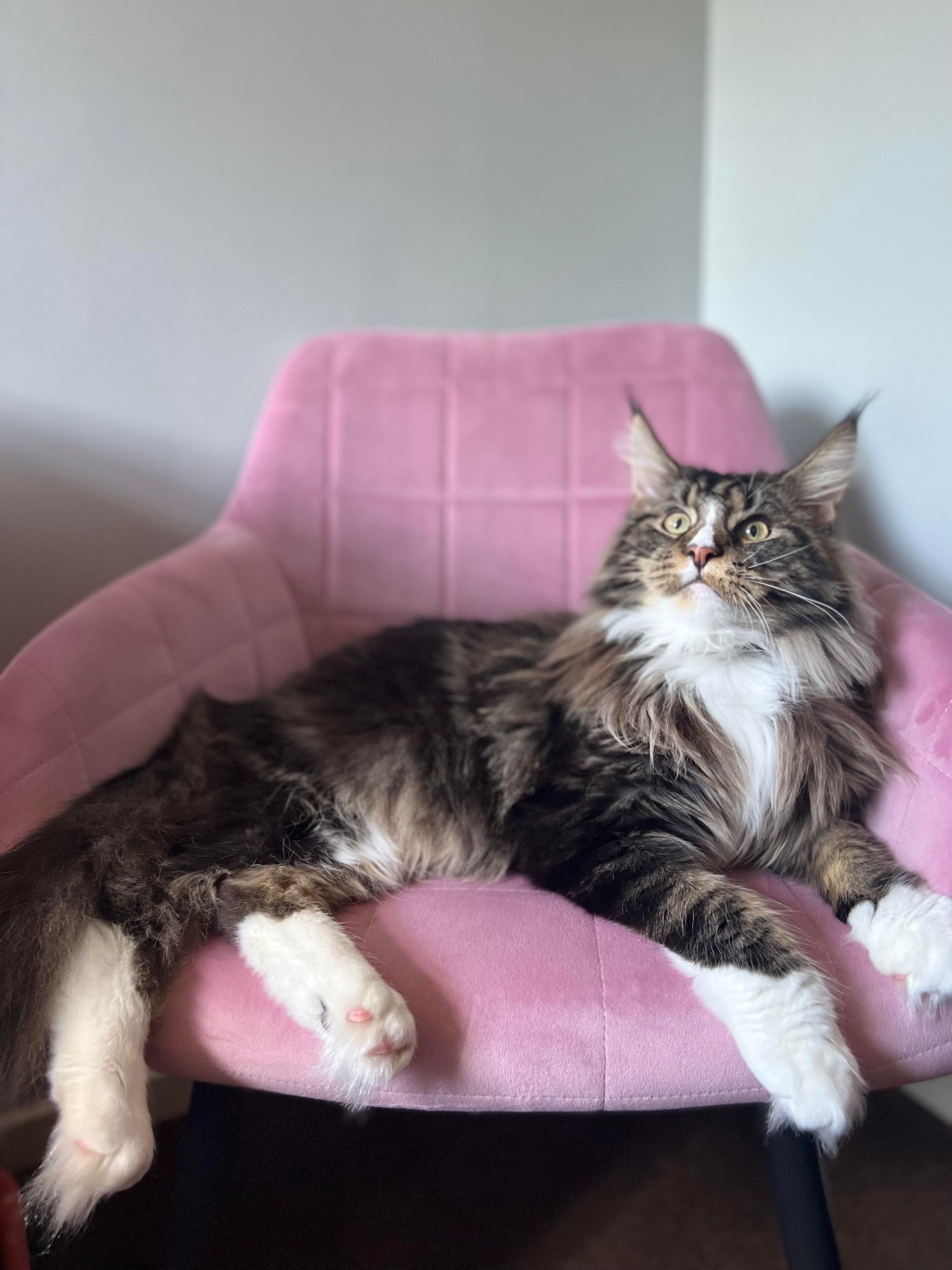maine coon