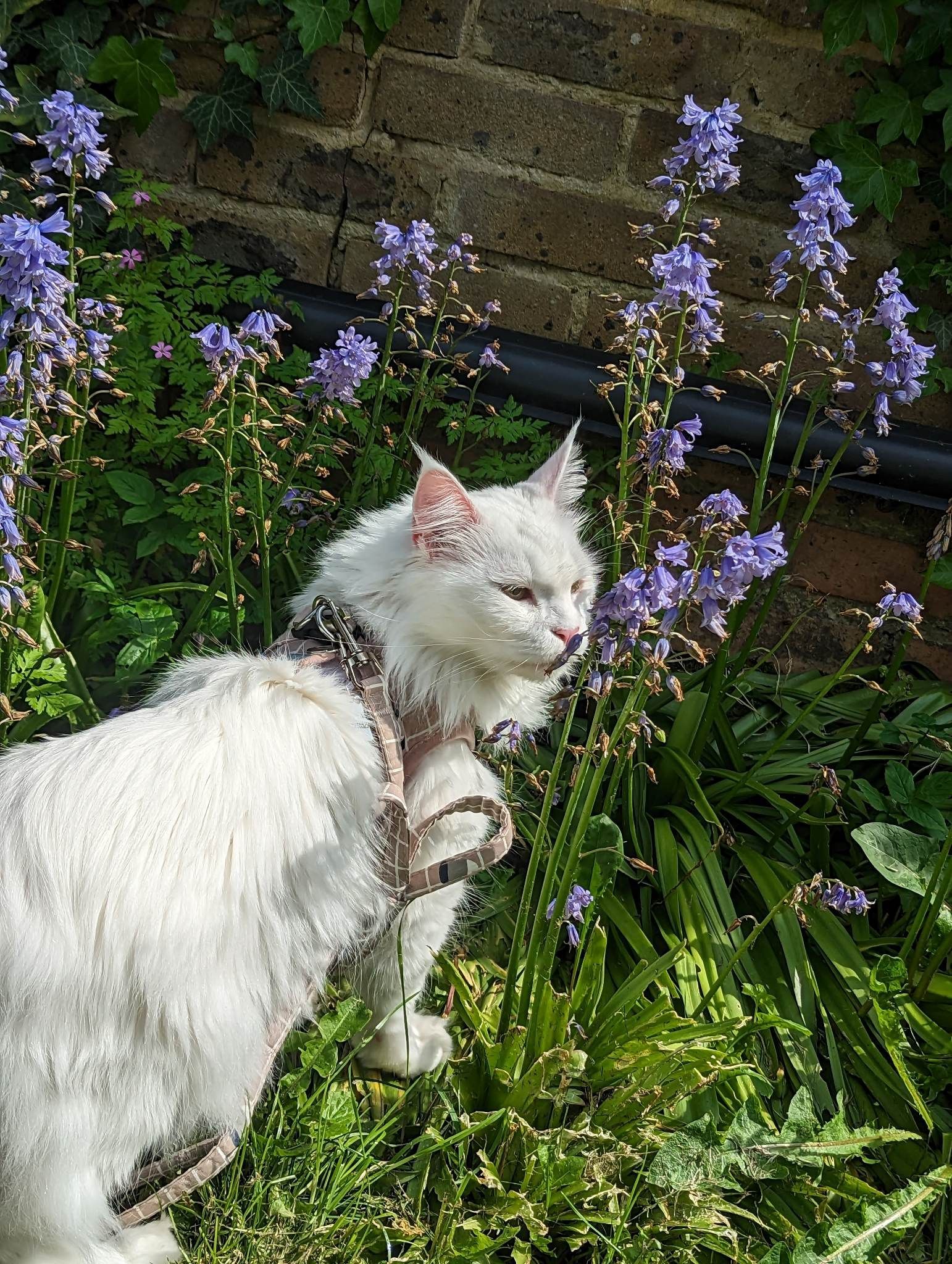 maine coon