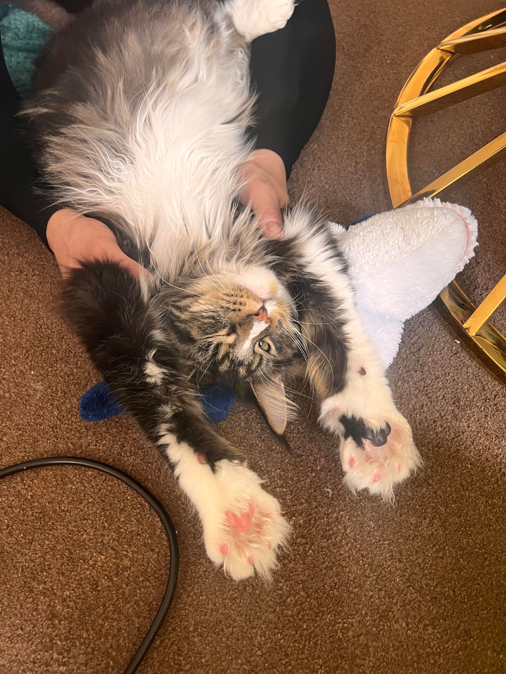 maine coon