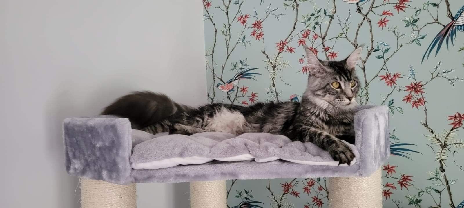 maine coon