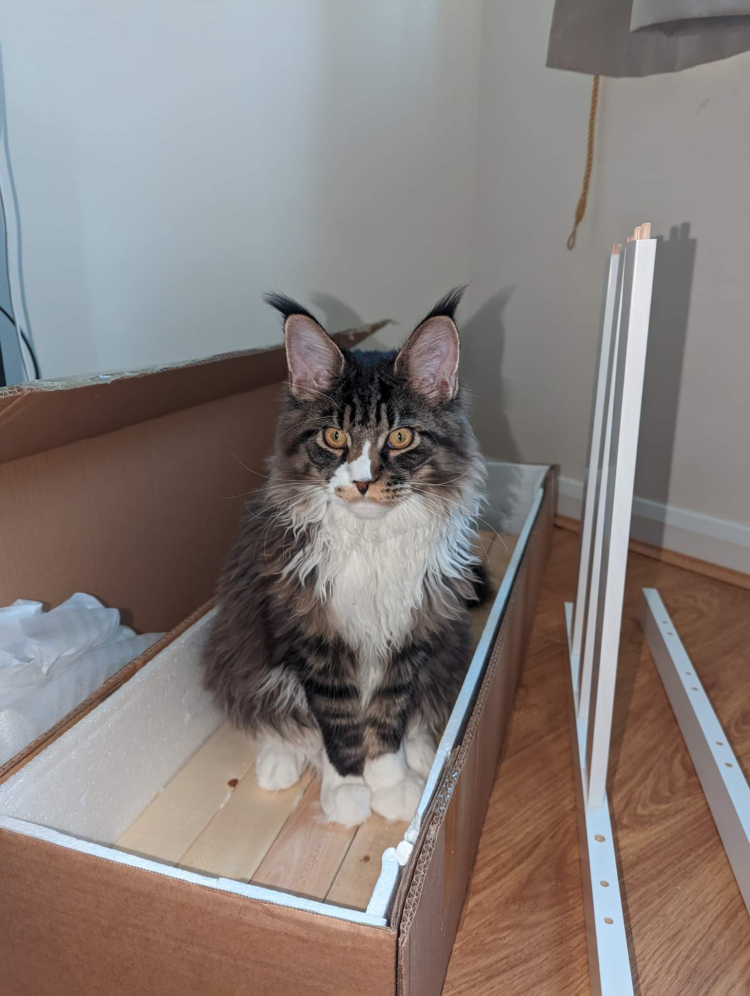 maine coon