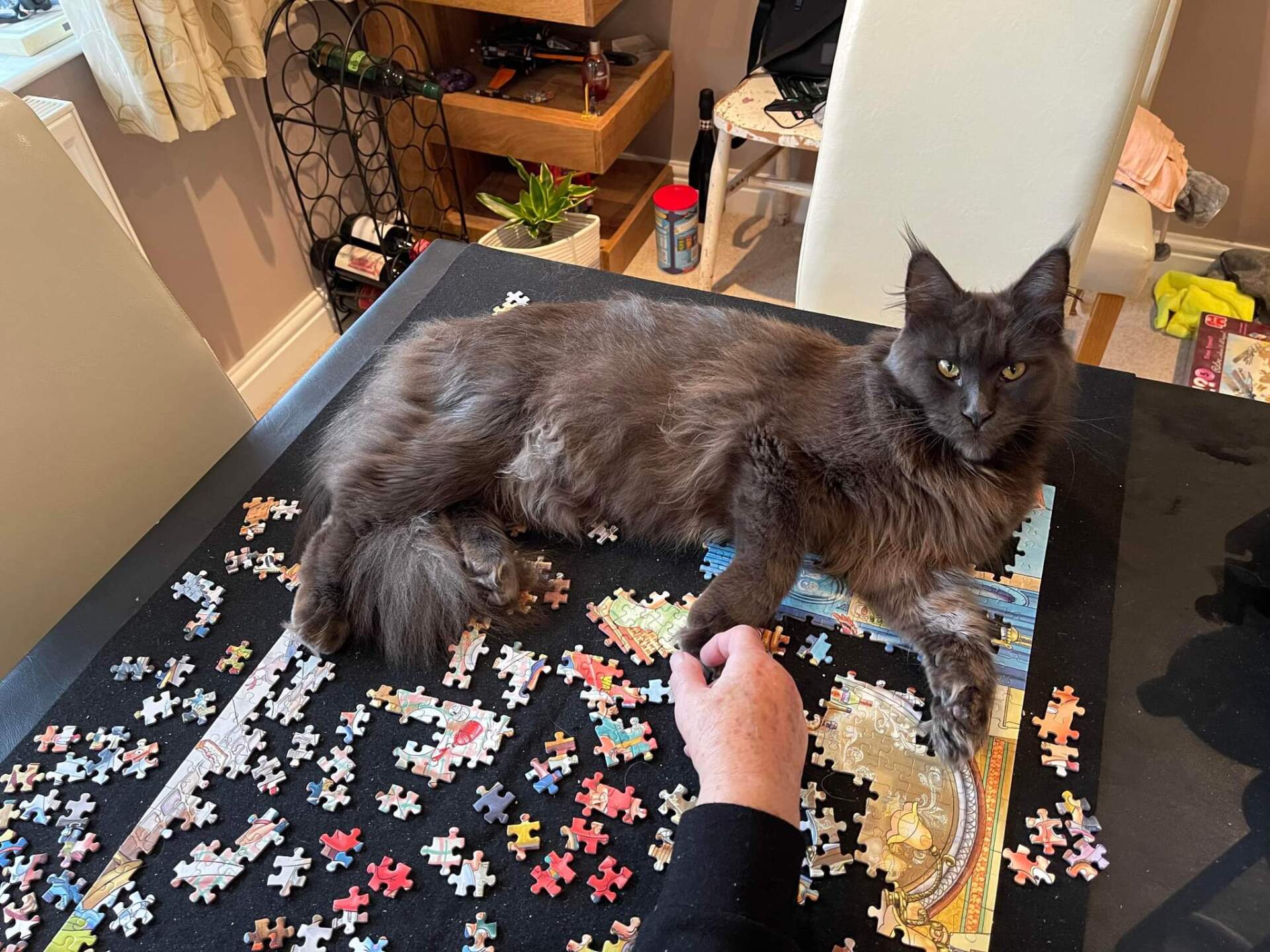 maine coon