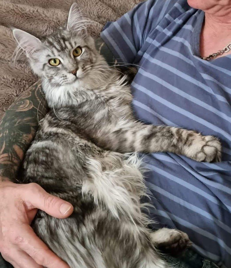maine coon