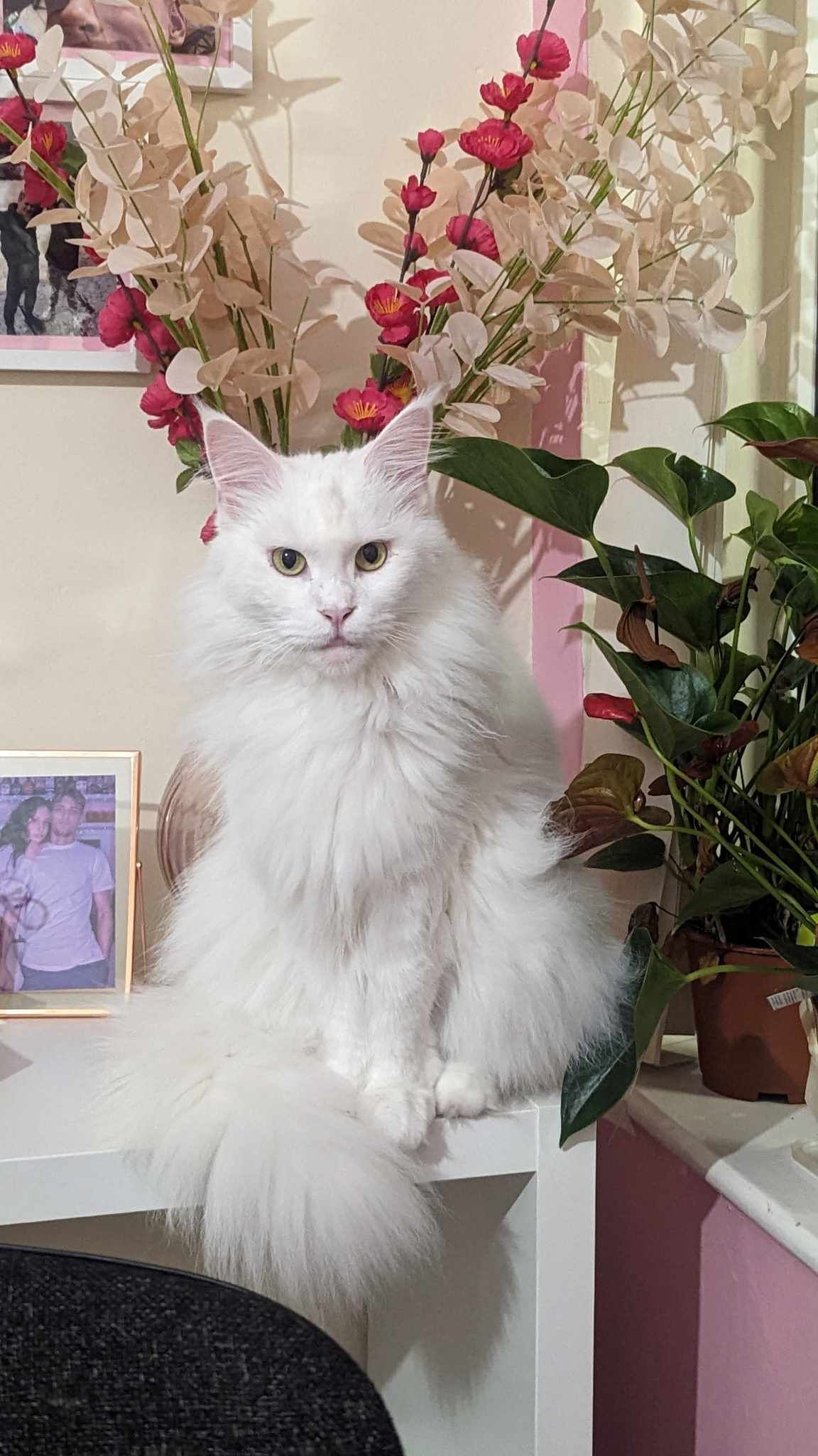 maine coon