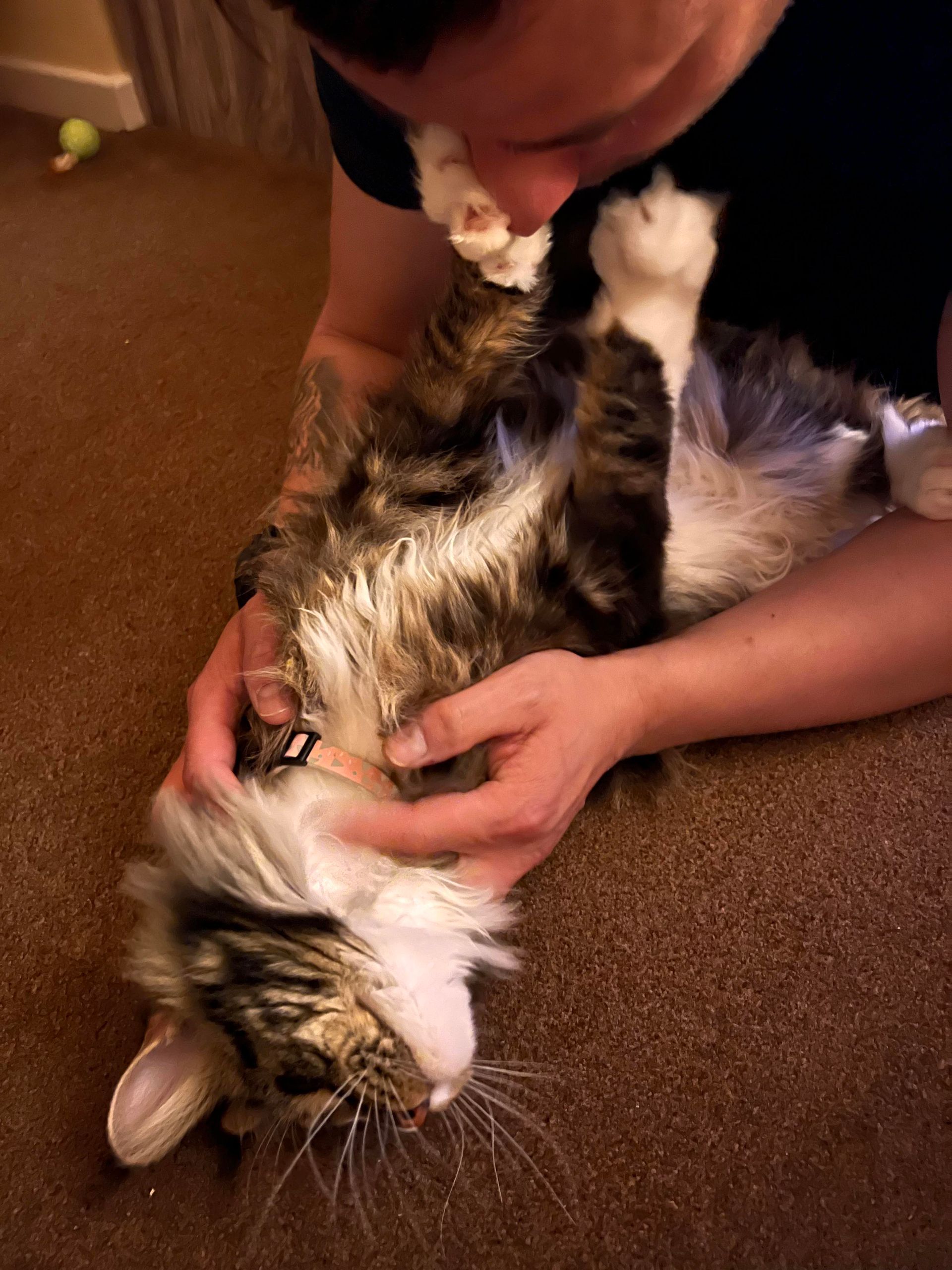 maine coon