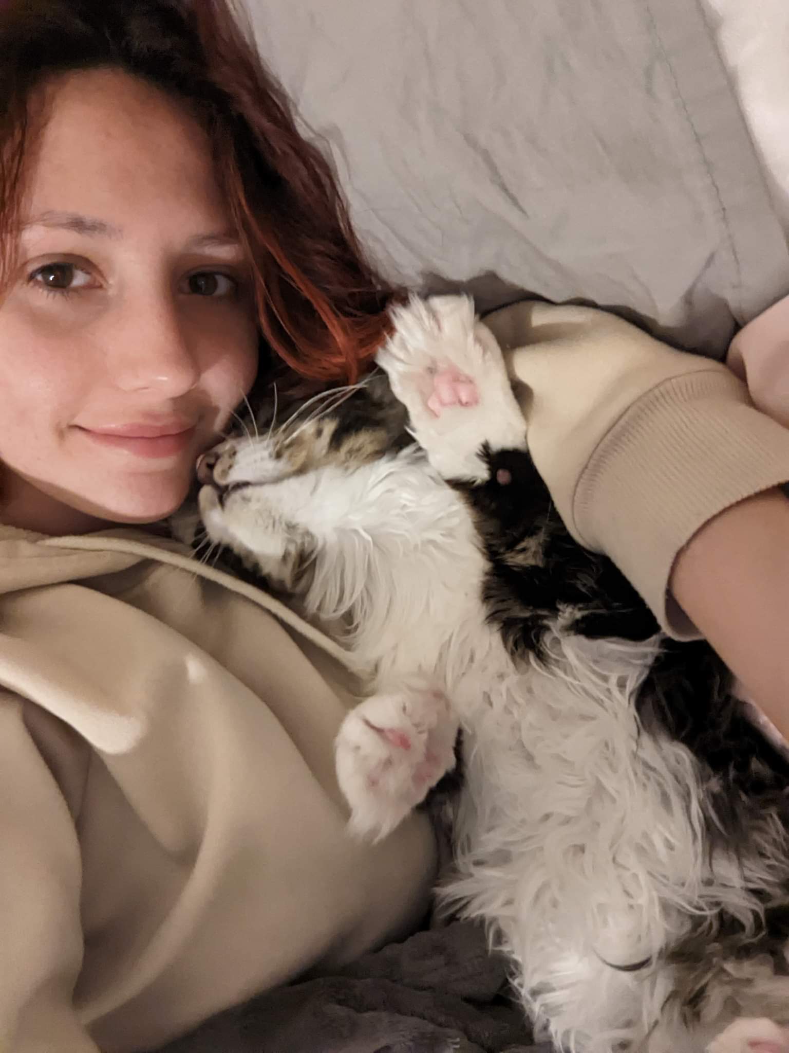 maine coon