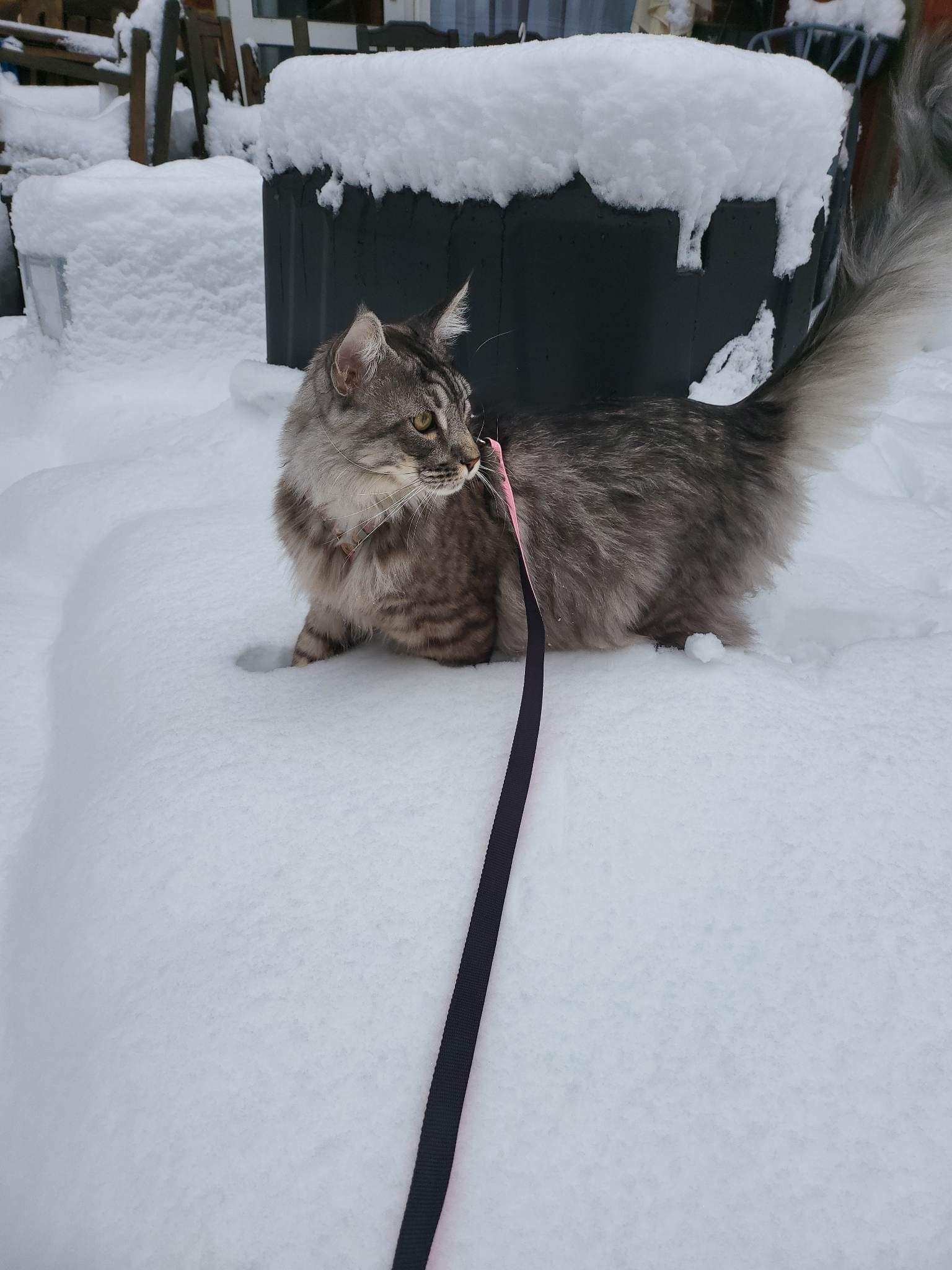 maine coon